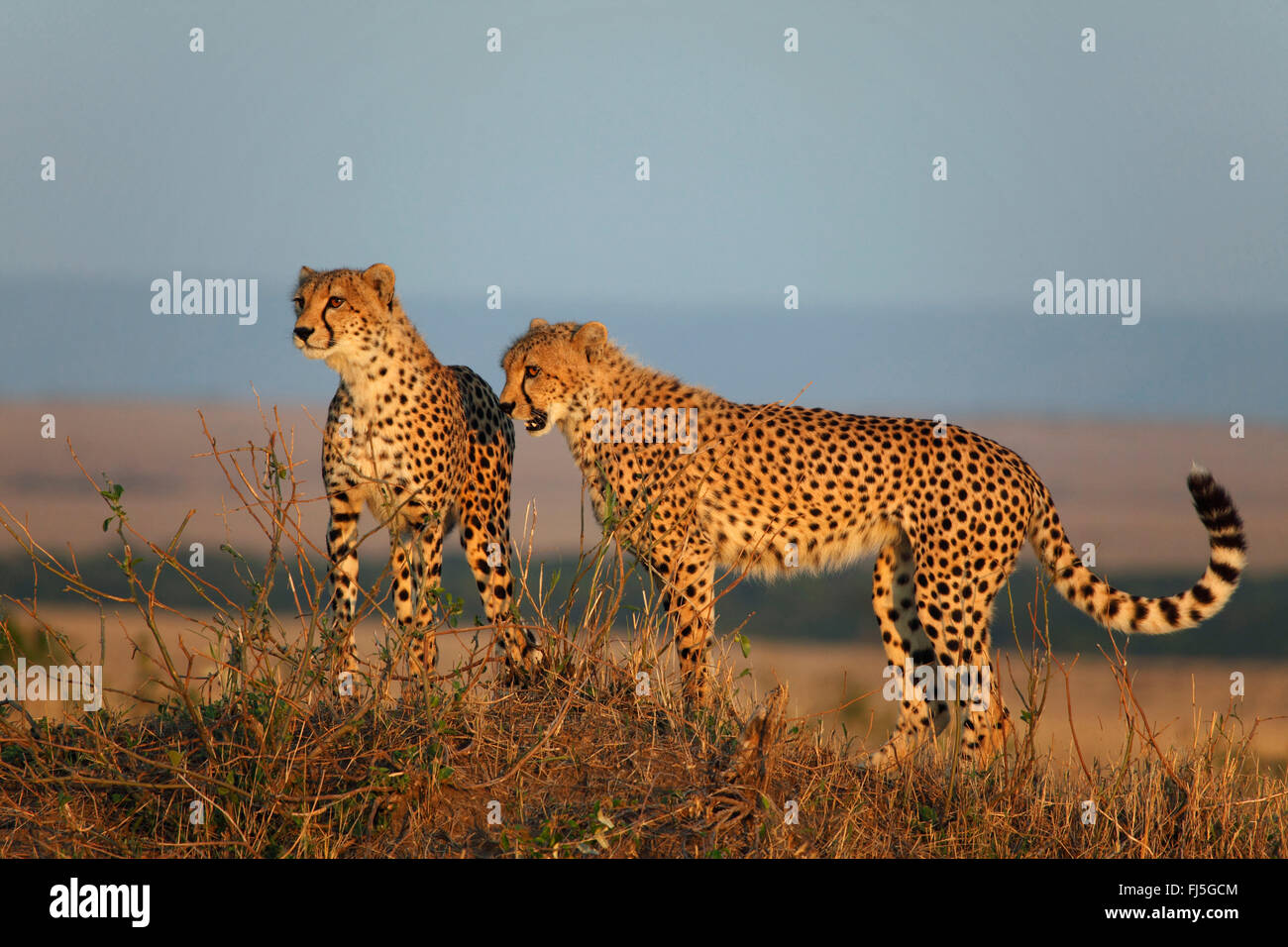 cheetah (Acinonyx jubatus), two cheetahs in evening light, Kenya, Masai Mara National Park Stock Photo