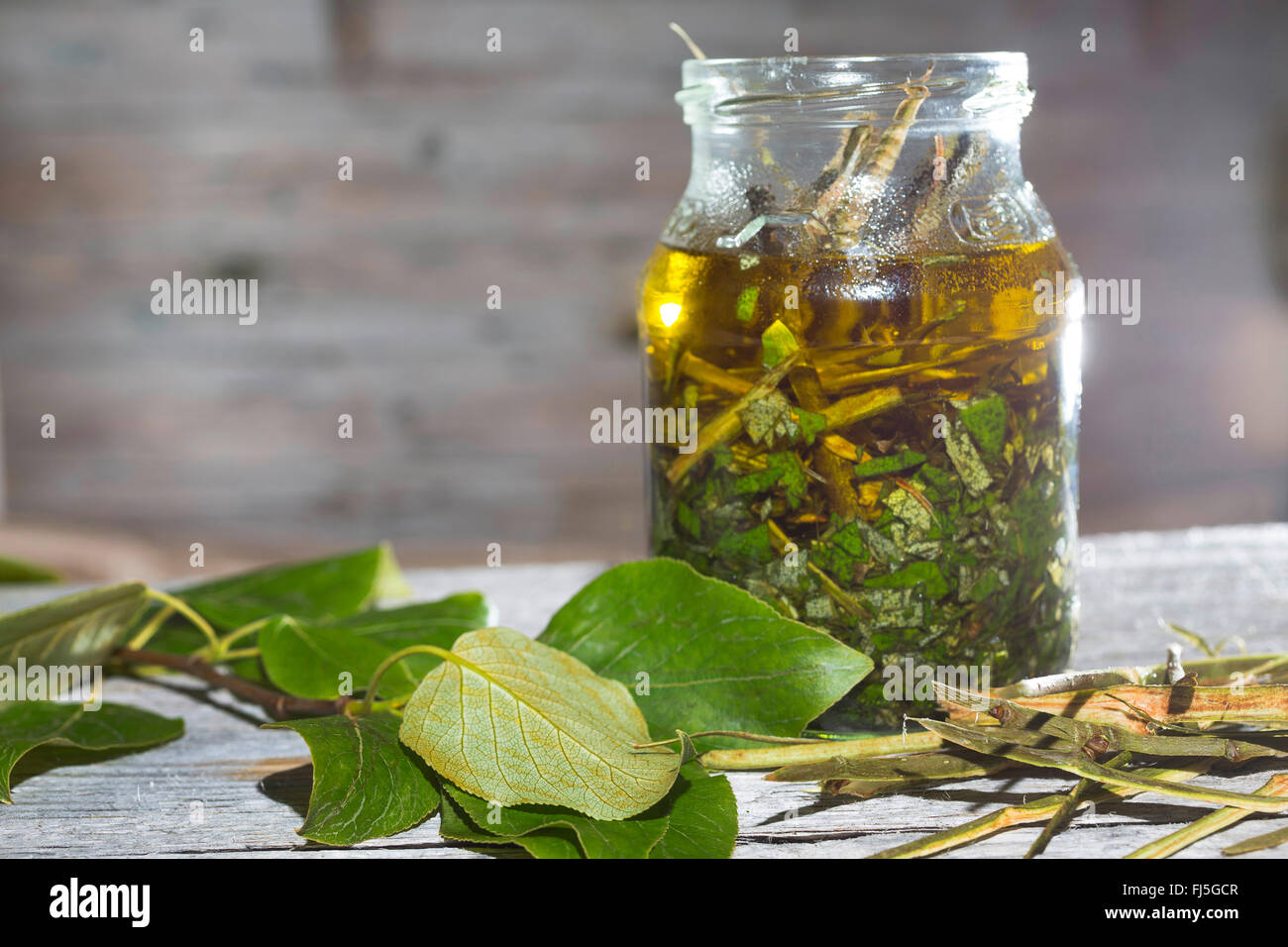balsam poplar, eastern balsam-poplar, tacamahac (Populus spec.), bark and leaves on oil, Germany Stock Photo