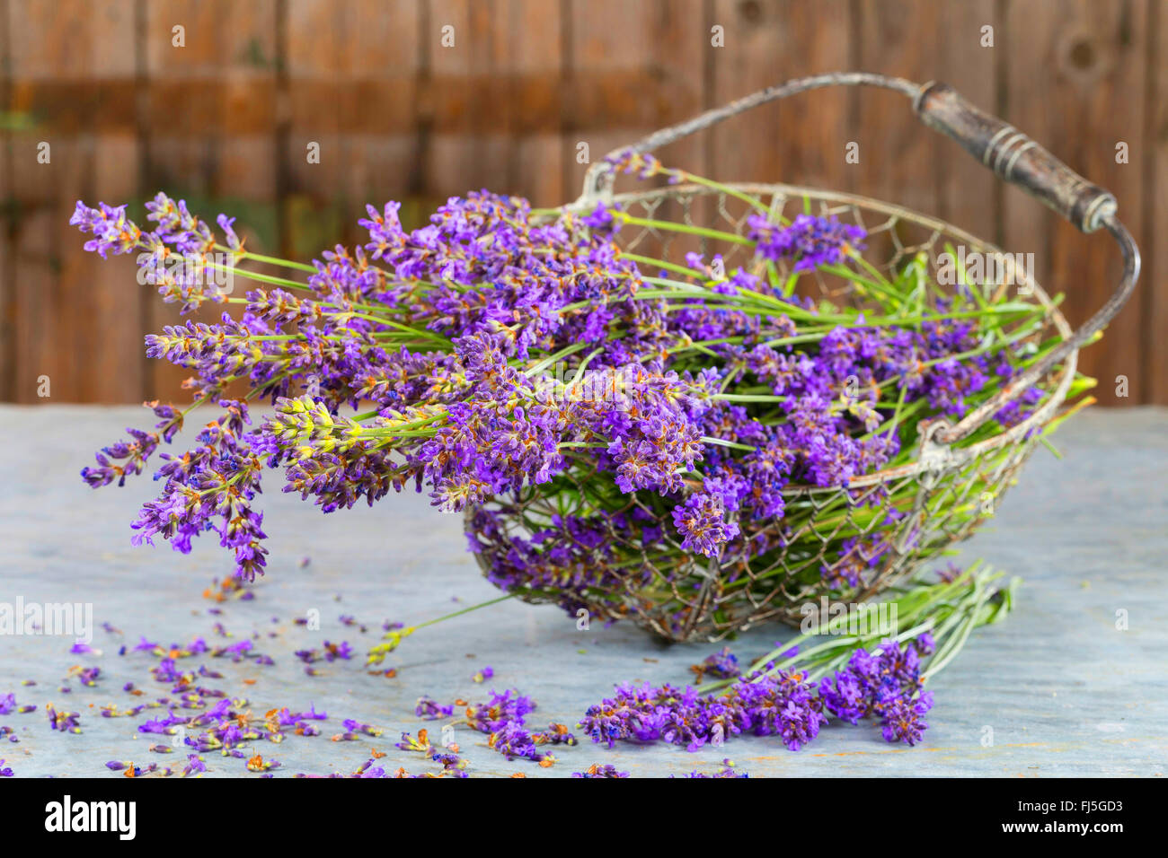 lavender (Lavandula angustifolia), basket with dried lavender, Germany Stock Photo