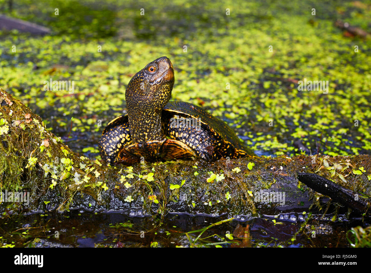 European Pond Terrapin European Pond Turtle European Pond Tortoise european-pond-terrapin-european-pond-turtle-european-pond-tortoise