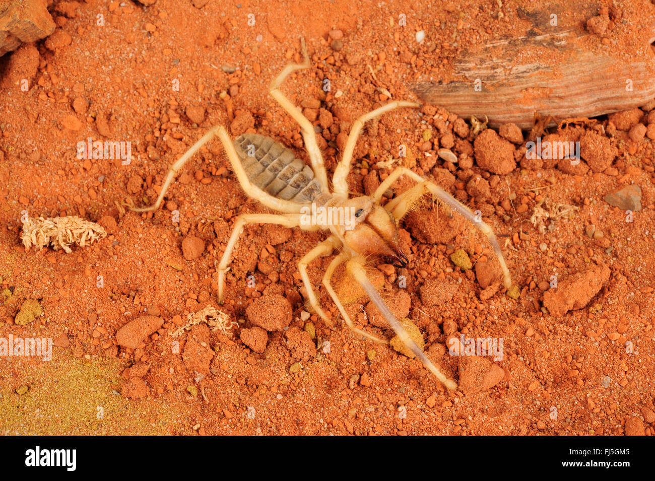 Egyptian Giant Solifugid, sun spiders, false spiders, windscorpions, solifuges, solpugids, Camel Spider (Galeodes granti, Solifugae, Solpugida), in terrarium, Egypt Stock Photo