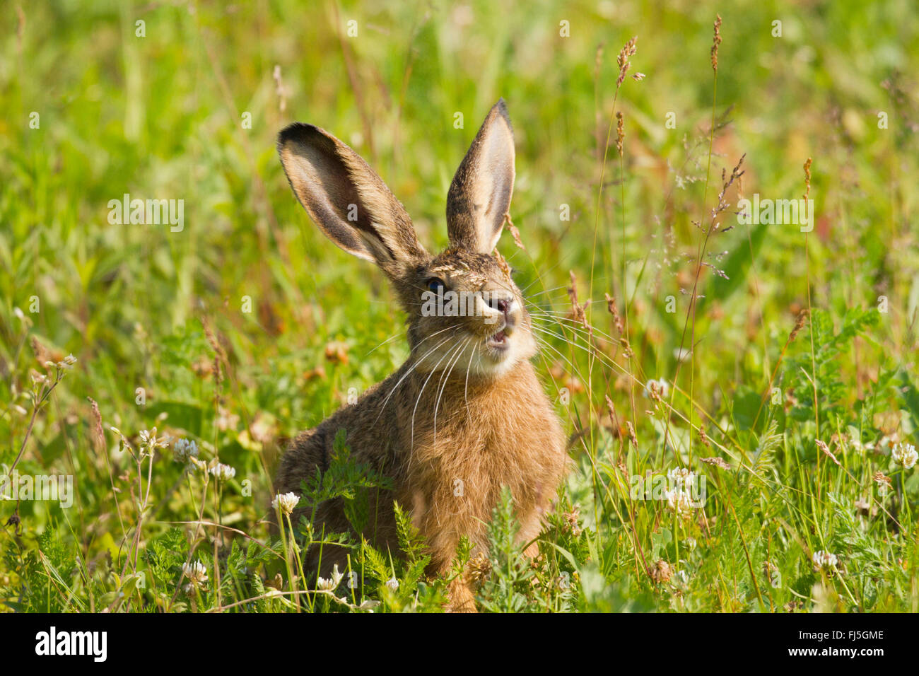 European hare, Brown hare (Lepus europaeus), sits in a meadow, Austria, Burgenland, Seewinkel Stock Photo