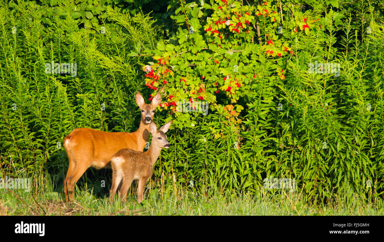 roe deer (Capreolus capreolus), female with fawn, Austria, Burgenland Stock Photo