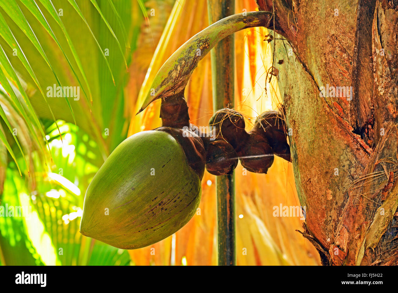 coco de mer, double coconut (Lodoicea maldivica), immature fruit on the palm, Seychelles, Praslin, Vallee de Mai National Park Stock Photo