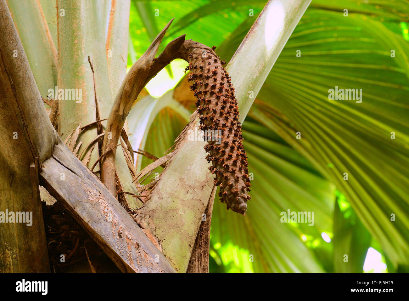 coco de mer, double coconut (Lodoicea maldivica), male inflorescence ...