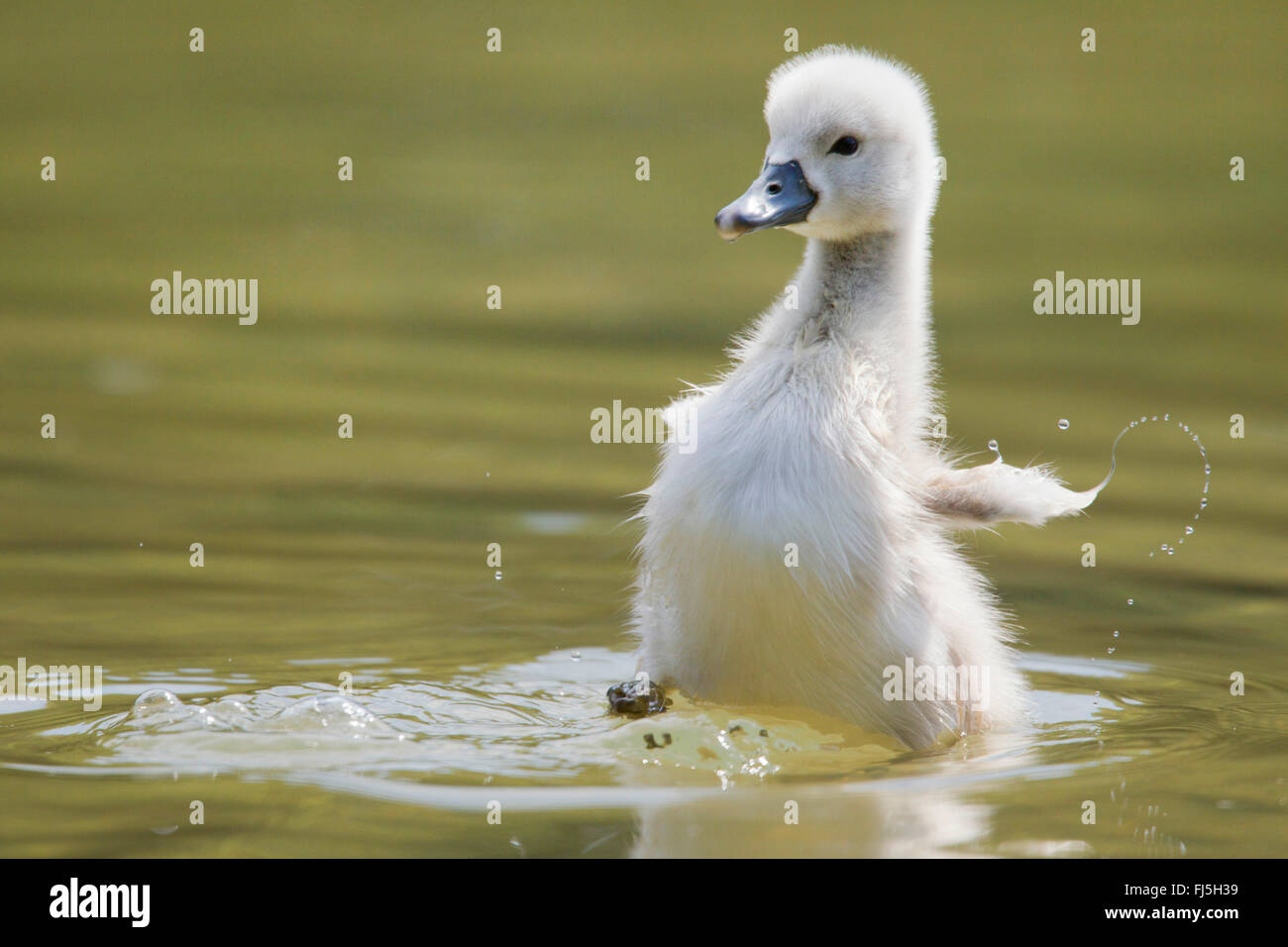 mute swan (Cygnus olor), chick, Austria, Burgenland Stock Photo