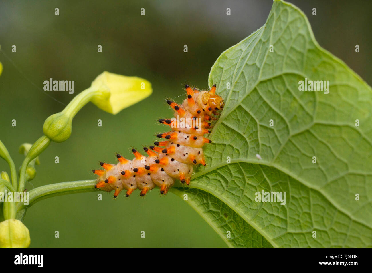 southern festoon (Zerynthia polyxena), caterpillar on birthwort, Austria, Burgenland Stock Photo