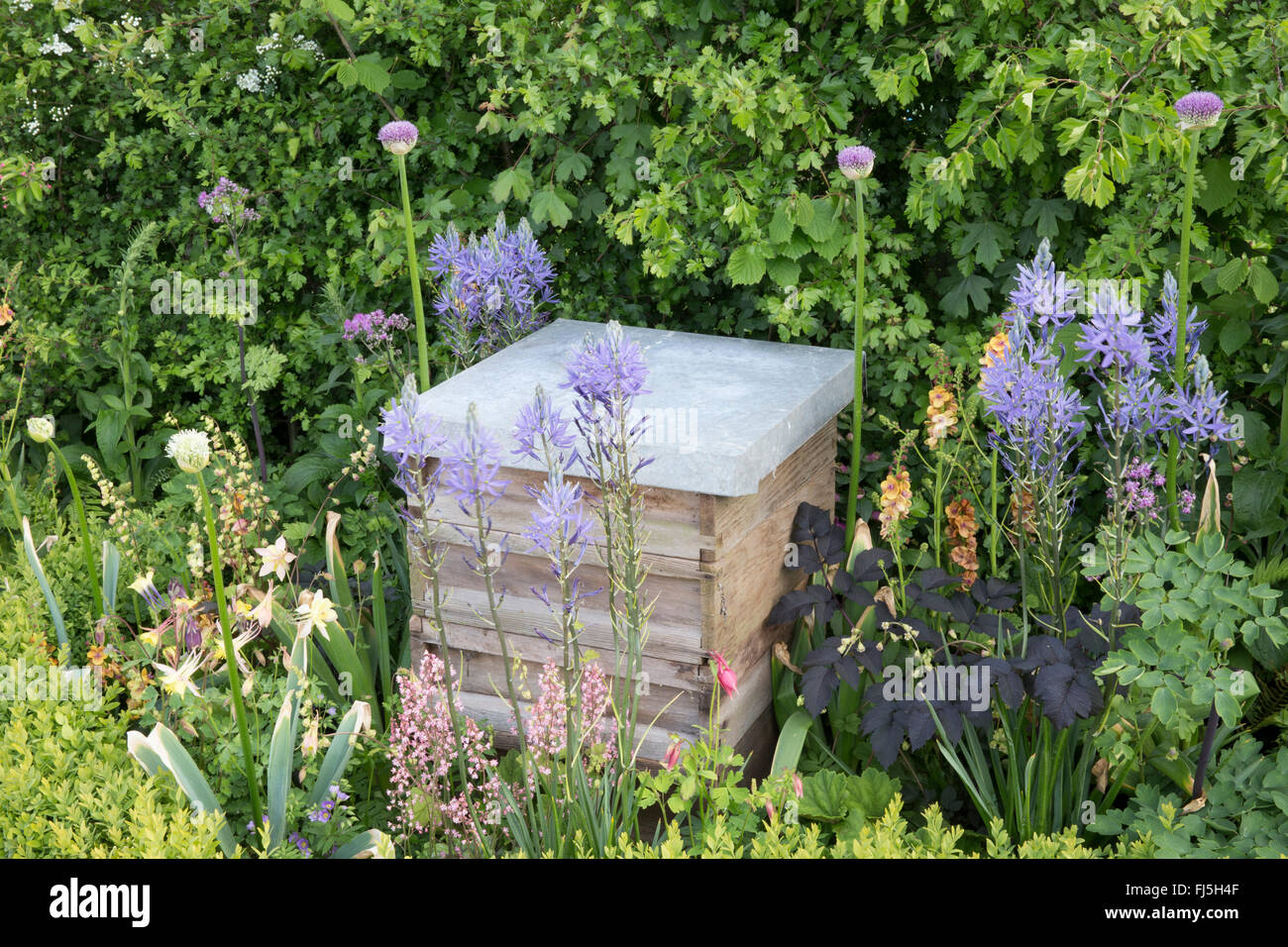 Wildlife friendly small urban garden with beehive in a flower bed for bees planting of Alliums - Camassia leichtlinii England GB UK Stock Photo