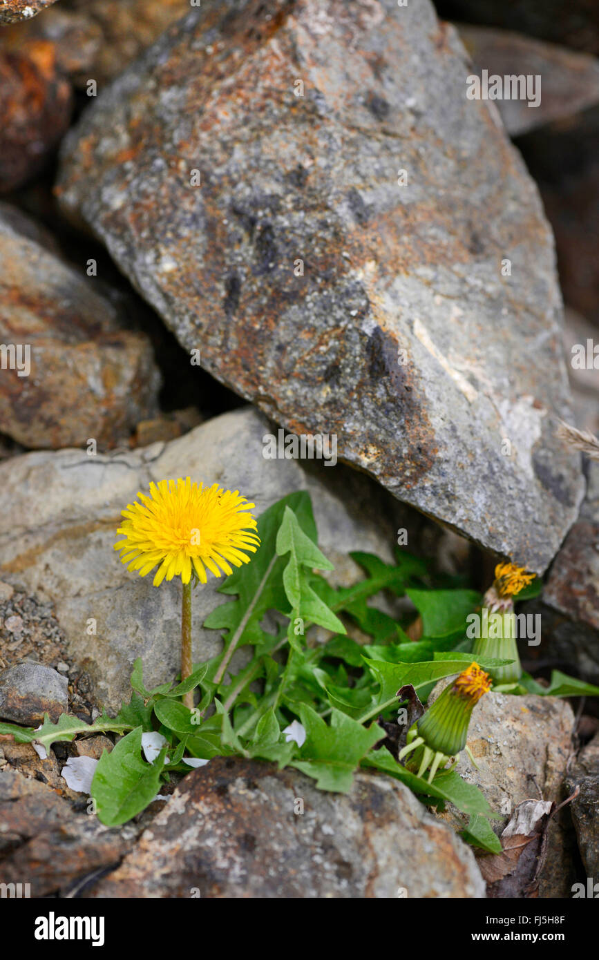 common dandelion (Taraxacum officinale), blooming dandelion in a natural stone wall, Germany, Donauleiten, Passau Stock Photo