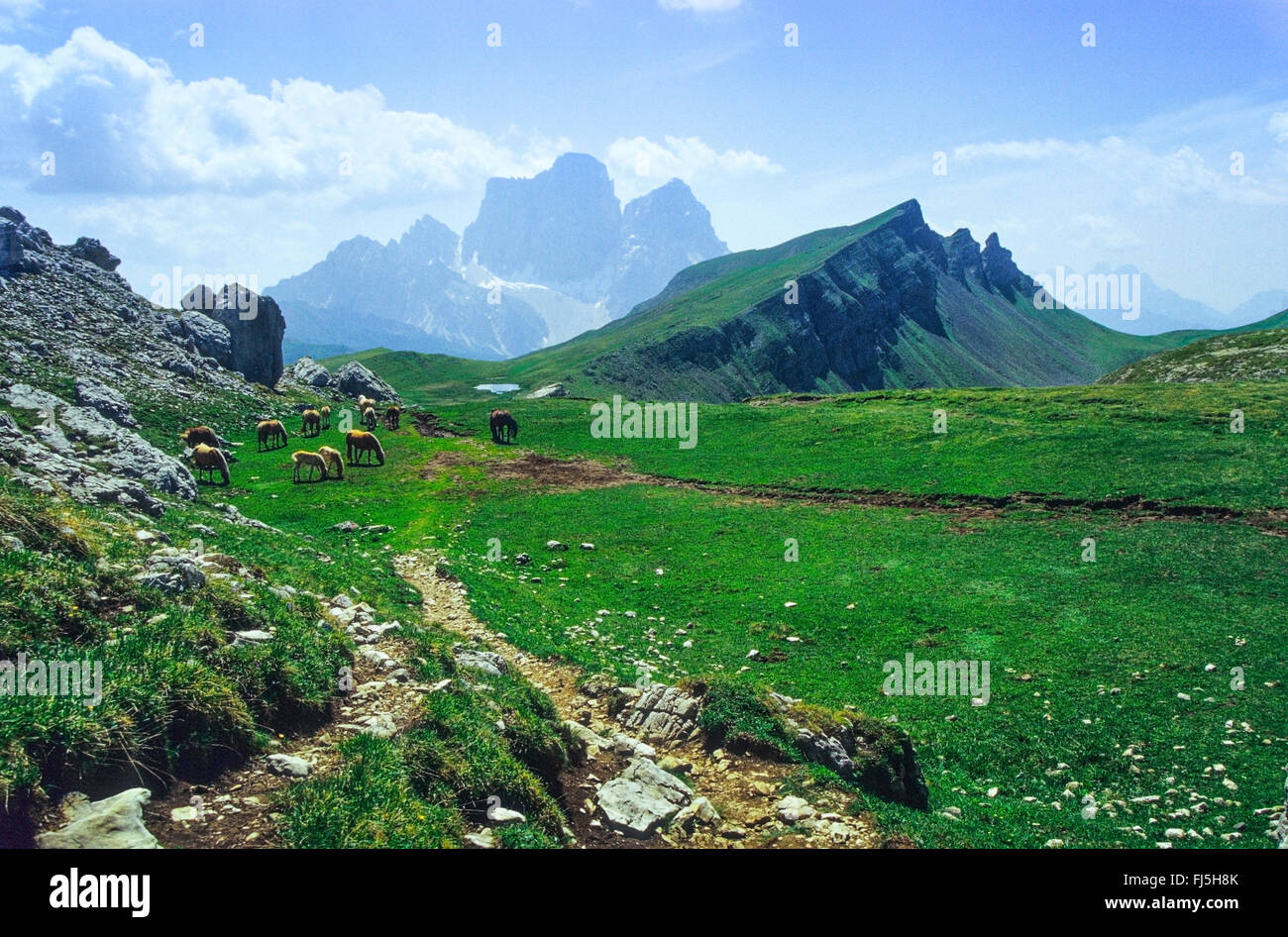 half-wild horses grazing on alpine pasture, Mount Pelmo in background, Italy, South Tyrol, Dolomites Stock Photo