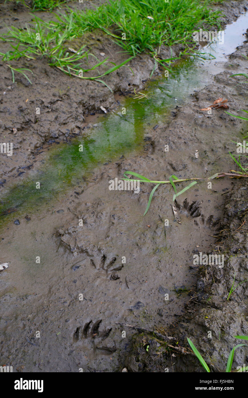 common raccoon (Procyon lotor), track of a raccoon in mud, Germany, Hesse Stock Photo