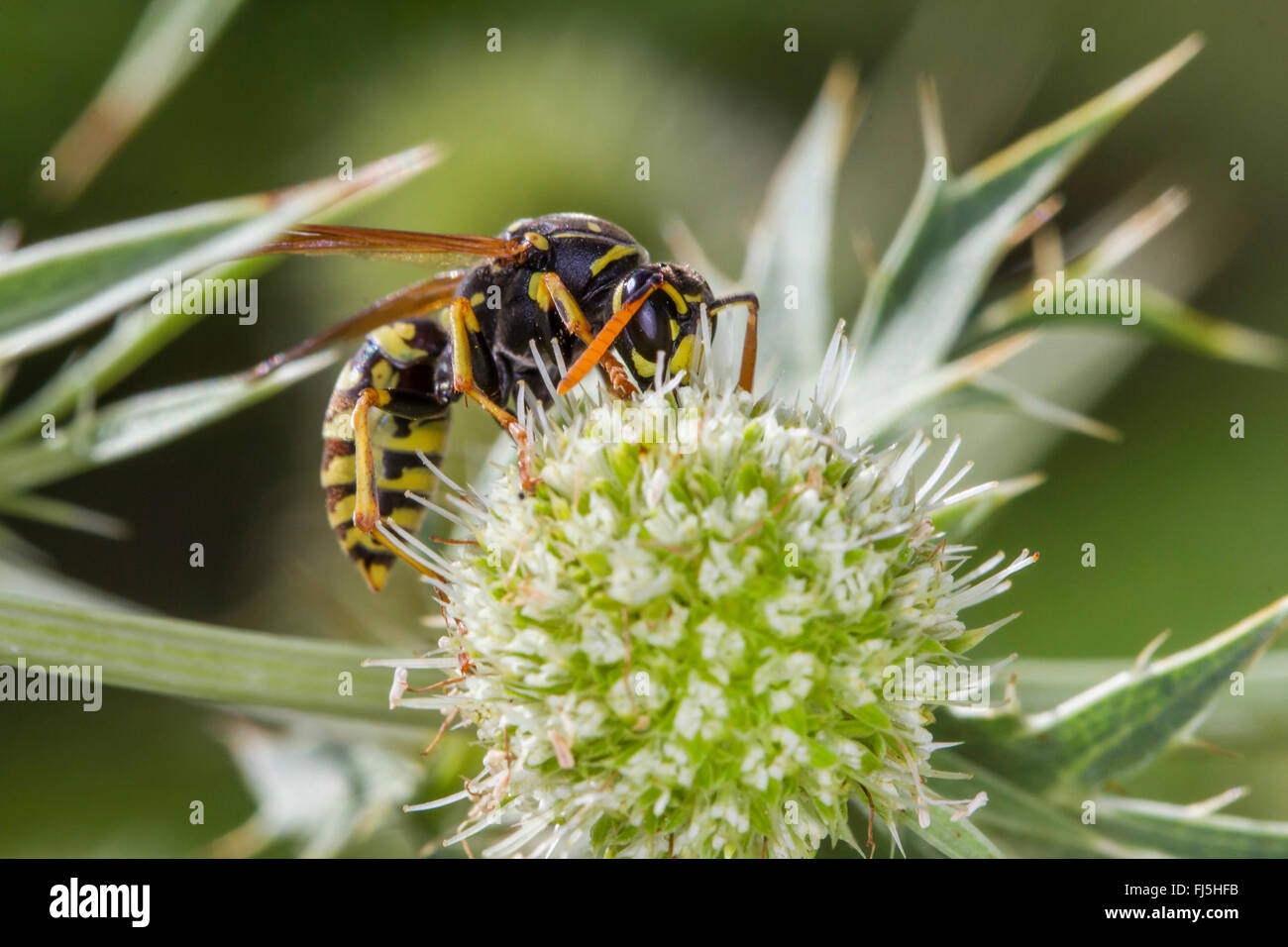 polistine wasps (Polistinae), polistine wasp on field eryngo, Eryngium