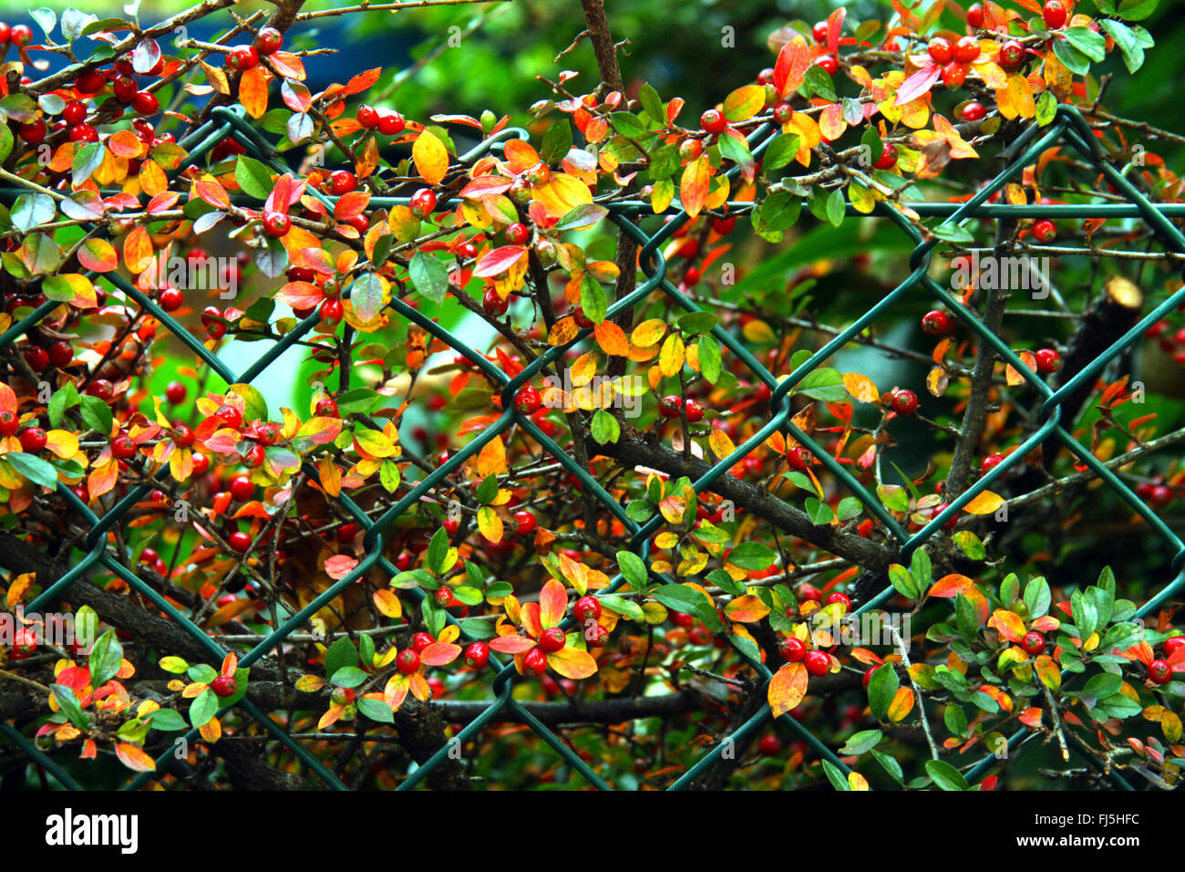 cotoneaster (Cotoneaster spec.), fruiting at a mesh wire fence, Germany Stock Photo