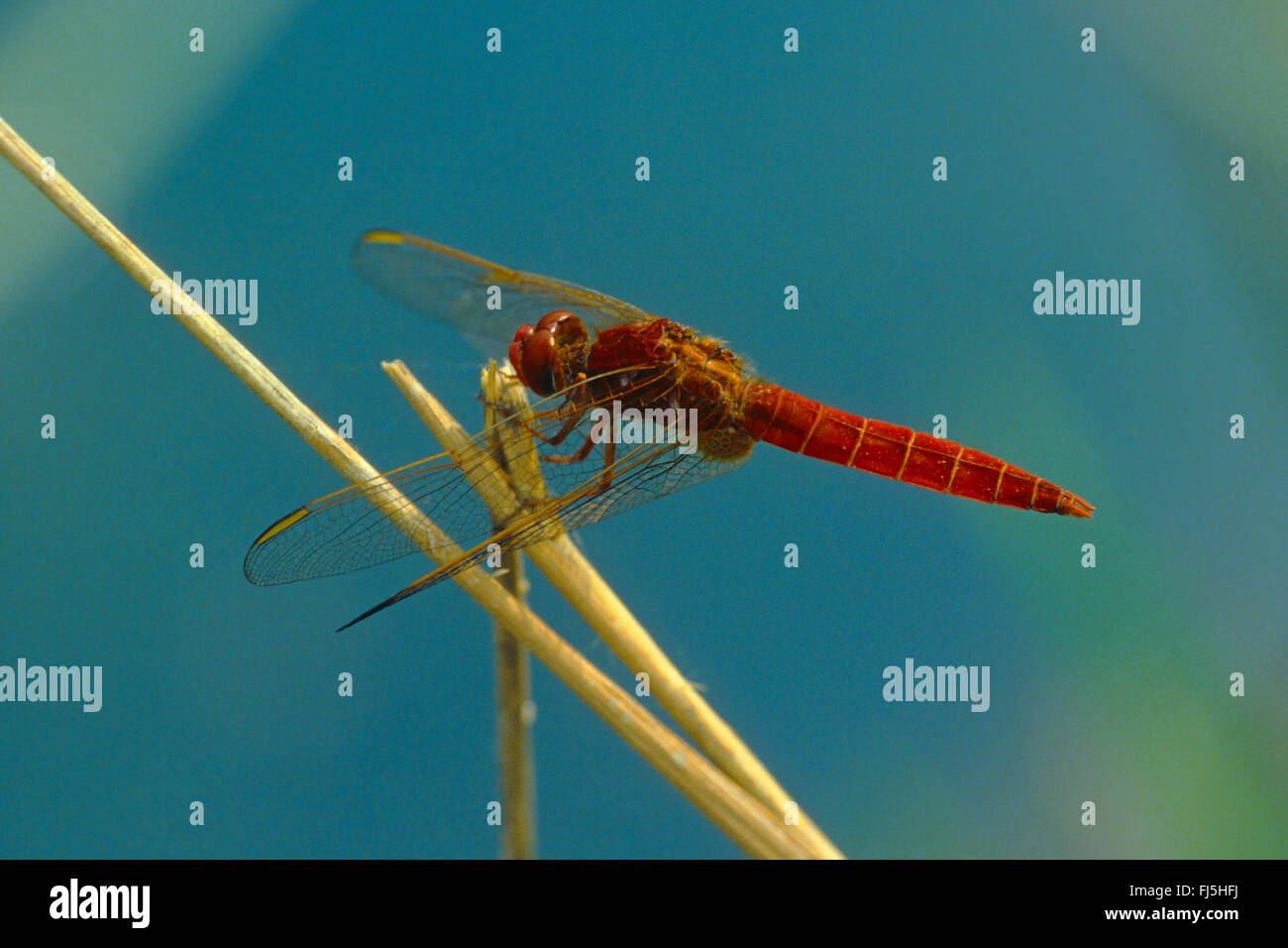 Broad Scarlet, Common Scarlet-darter, Scarlet Darter, Scarlet Dragonfly (Crocothemis erythraea, Croccothemis erythraea), male, Germany Stock Photo