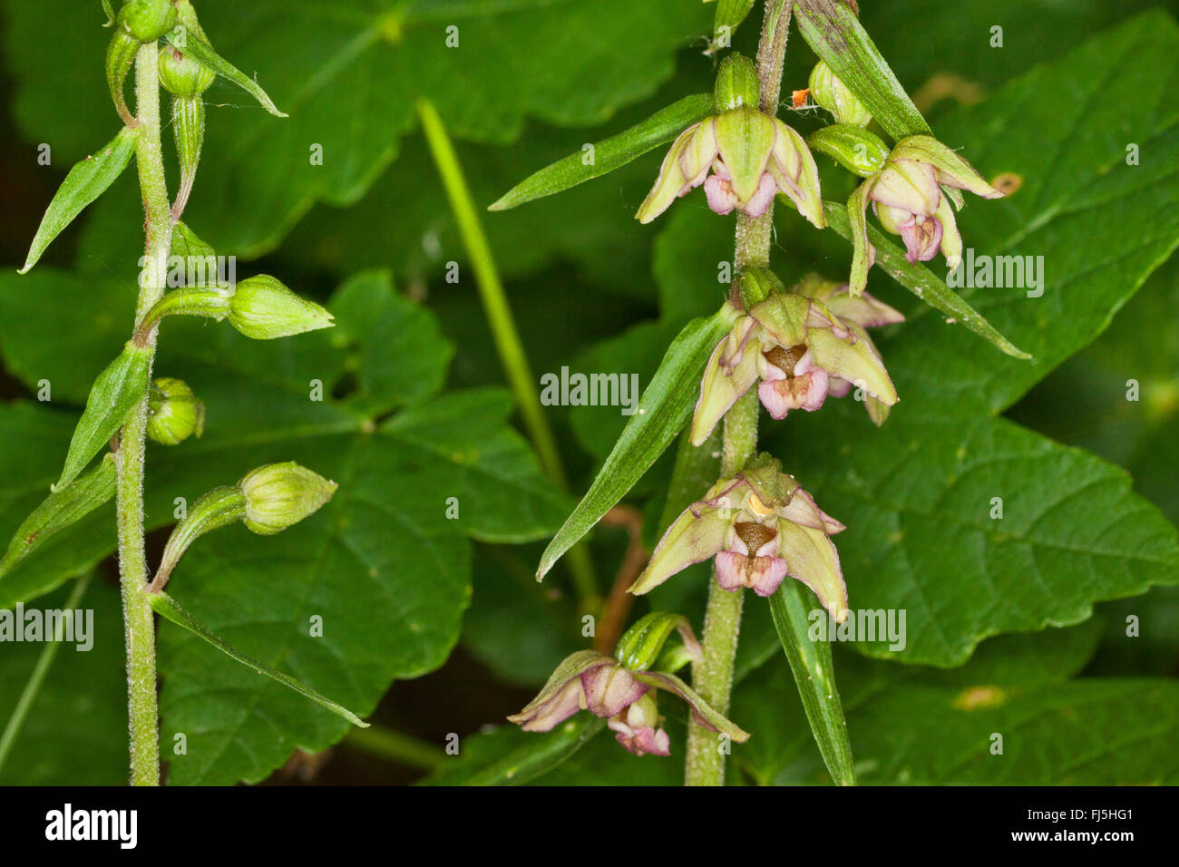 Broad-leaved helleborine, Eastern helleborine (Epipactis helleborine), flowers and buds, Germany, Mecklenburg-Western Pomerania Stock Photo