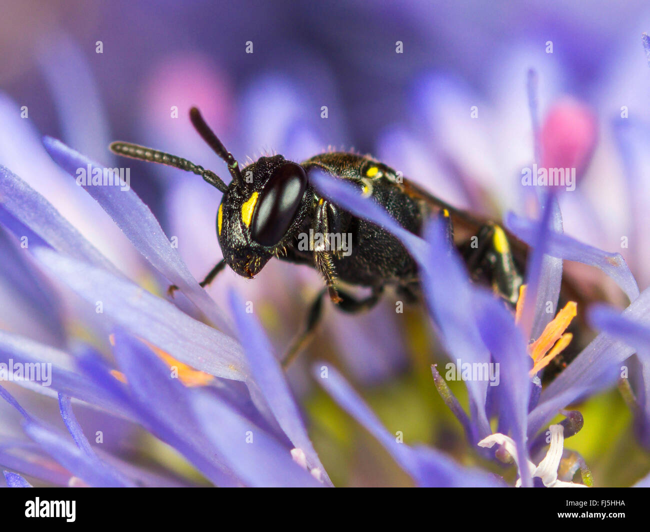 Common Yellow-Face (Hylaeus communis), Female foraging on Sheep┤s Bit Scabious (Jasione montana), Germany Stock Photo