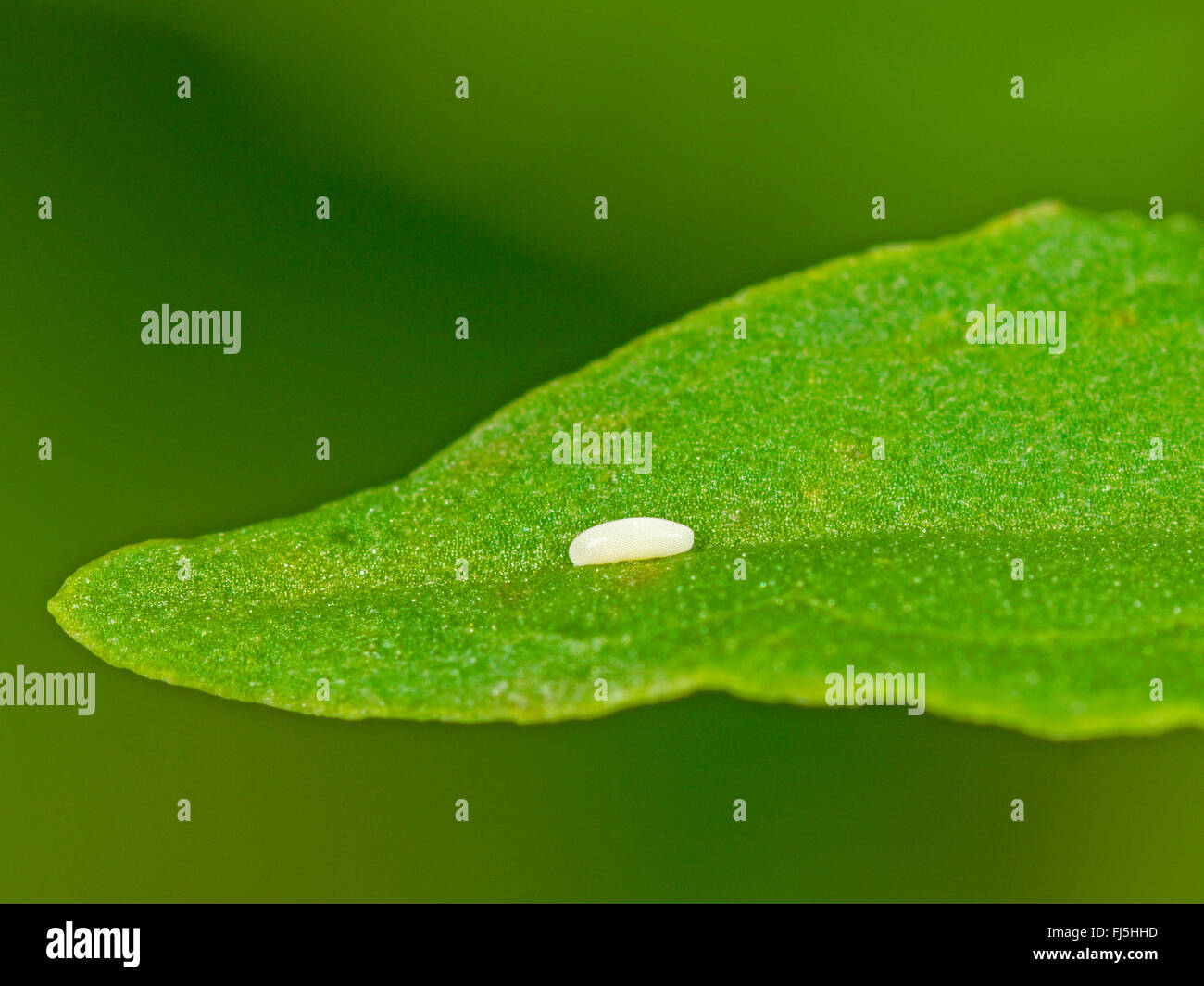 Long hoverfly (Sphaerophoria scripta), Egg on a leaf of Broad-leaved Dock (Rumex obtusifolius), Germany Stock Photo