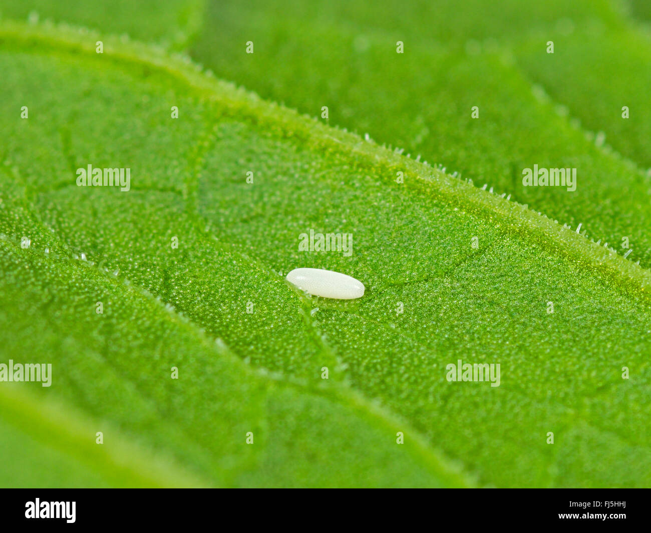 Long hoverfly (Sphaerophoria scripta), Egg on a leaf of Broad-leaved Dock (Rumex obtusifolius), Germany Stock Photo