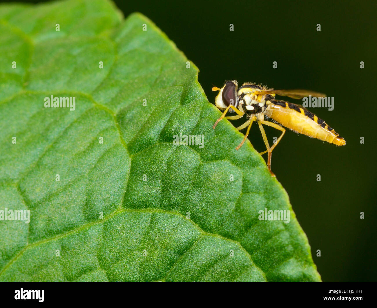 Long hoverfly (Sphaerophoria scripta), Female sitting on Broad-leaved Dock (Rumex obtusifolius), Germany Stock Photo