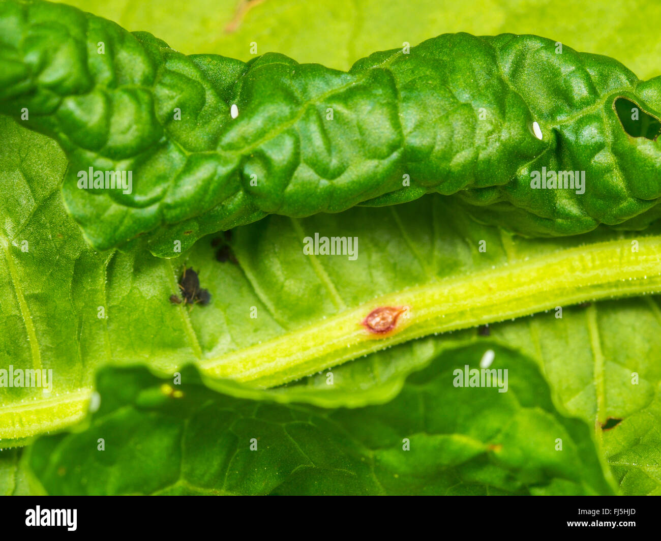 Long hoverfly (Sphaerophoria scripta), Eggs beside an aphid colony on a leaf of Broad-leaved Dock (Rumex obtusifolius), Germany Stock Photo