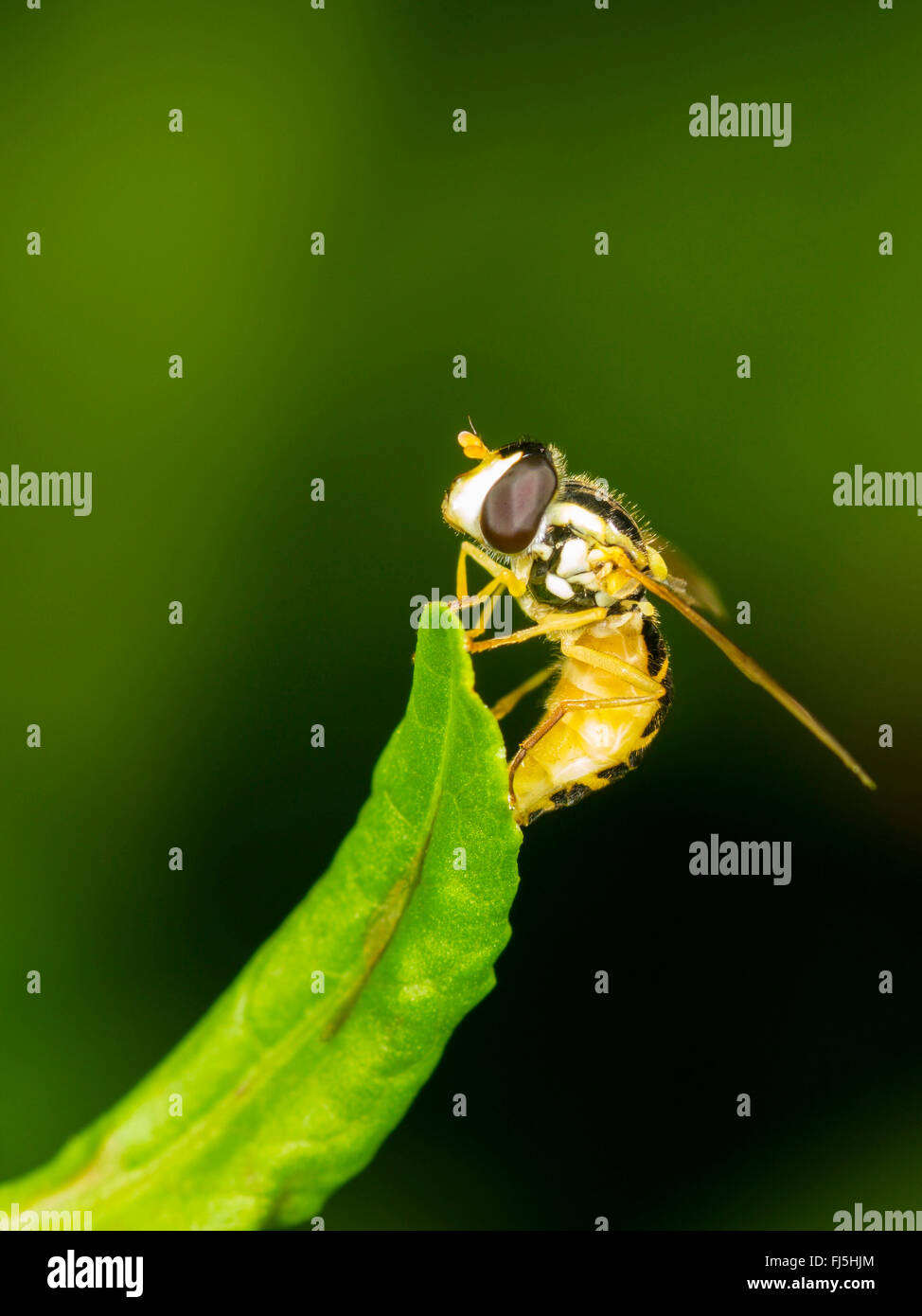 Long hoverfly (Sphaerophoria scripta), Egg deposition by female on a leaf of Broad-leaved Dock (Rumex obtusifolius), Germany Stock Photo