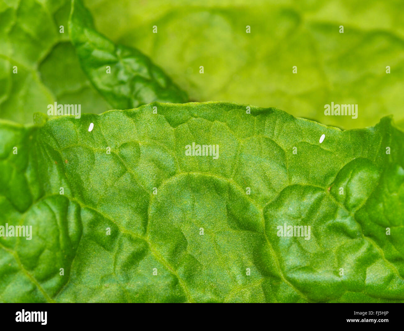 Long hoverfly (Sphaerophoria scripta), Eggs beside an aphid colony on a leaf of Broad-leaved Dock (Rumex obtusifolius), Germany Stock Photo