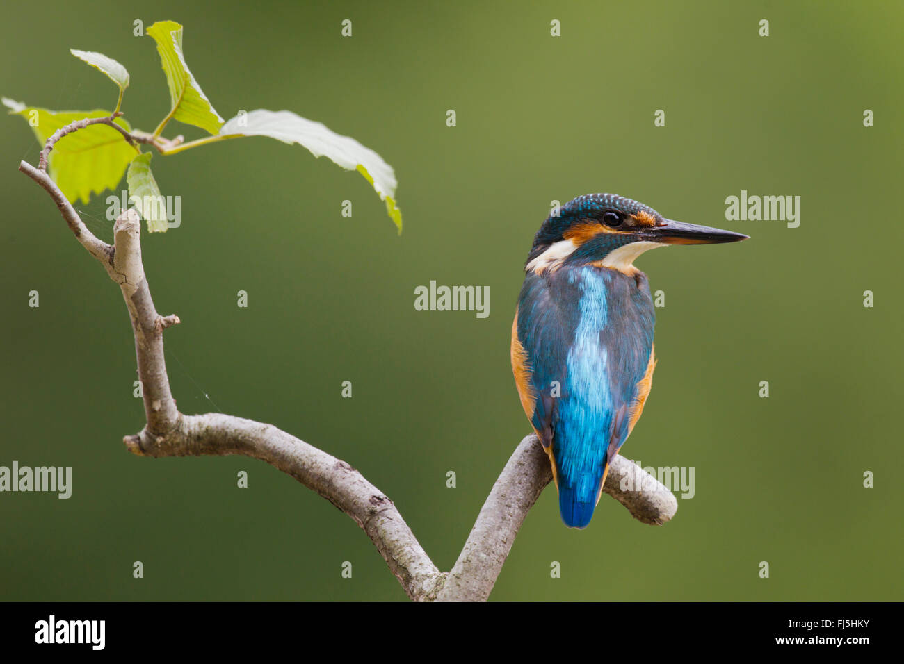 river kingfisher (Alcedo atthis), sits on a branch, Austria, Burgenland Stock Photo