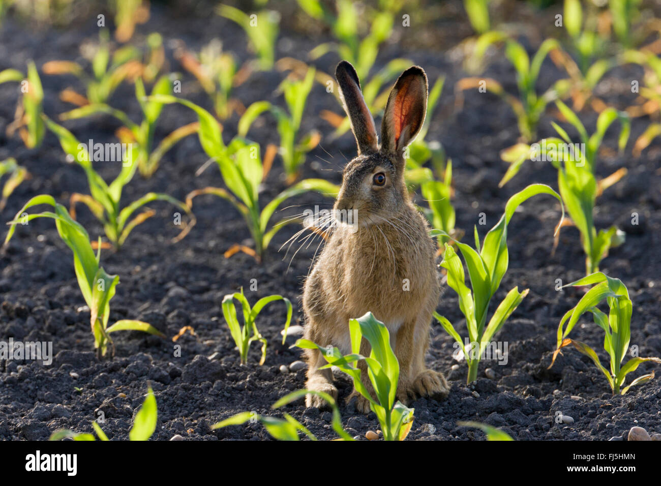 European hare, Brown hare (Lepus europaeus), on a field in backlight, Austria, Burgenland, Seewinkel Stock Photo