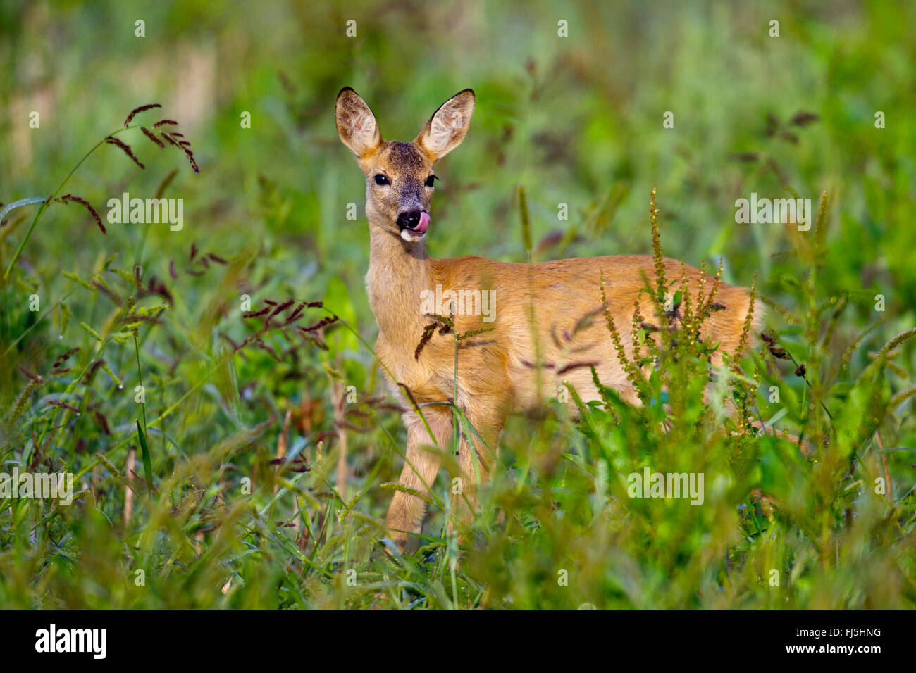 roe deer (Capreolus capreolus), fawn, Austria Stock Photo