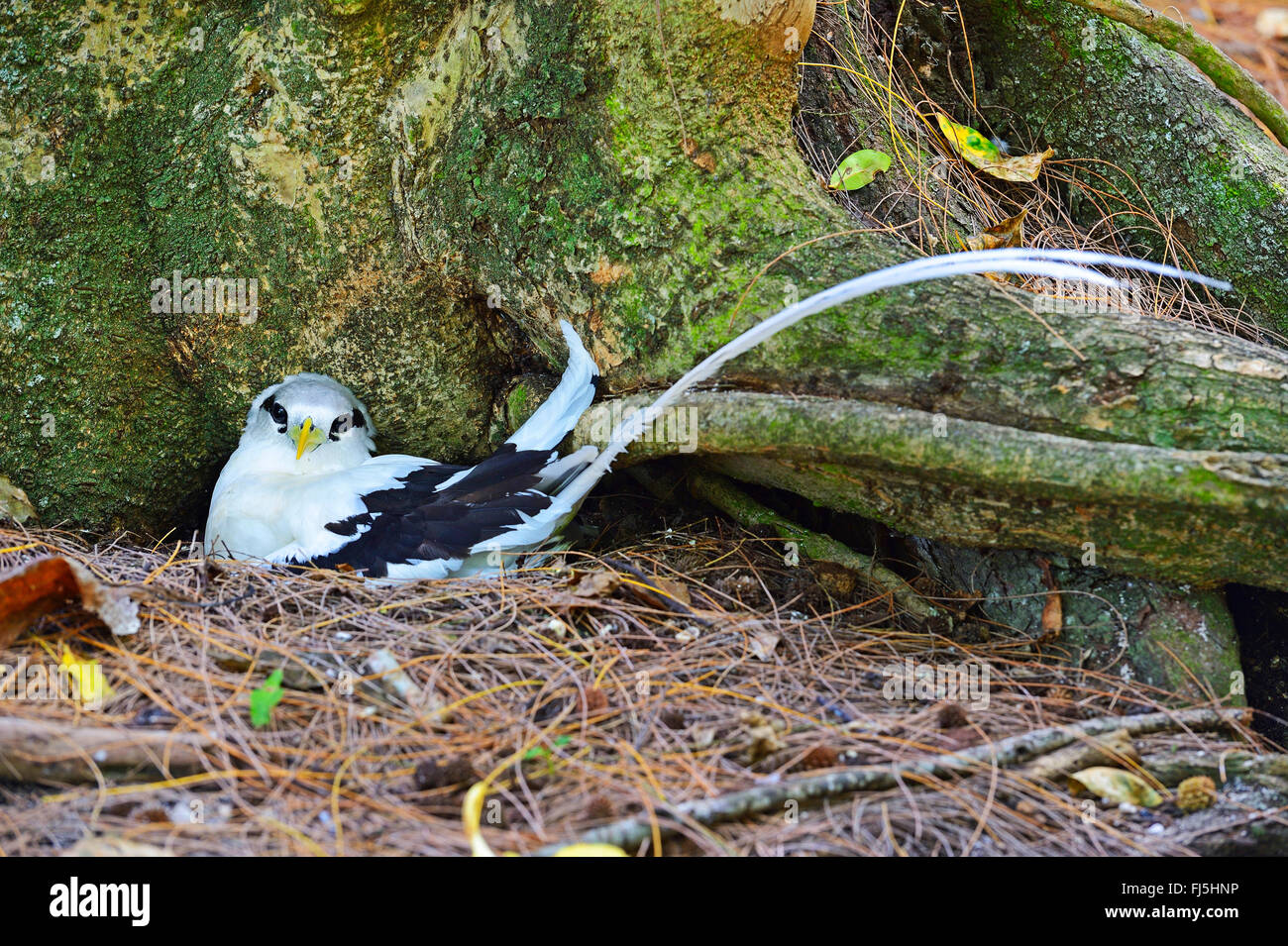 White-tailed tropic bird (Phaethon lepturus lepturus), breeds in a hollow palm trunk, Seychelles, Cousin Stock Photo