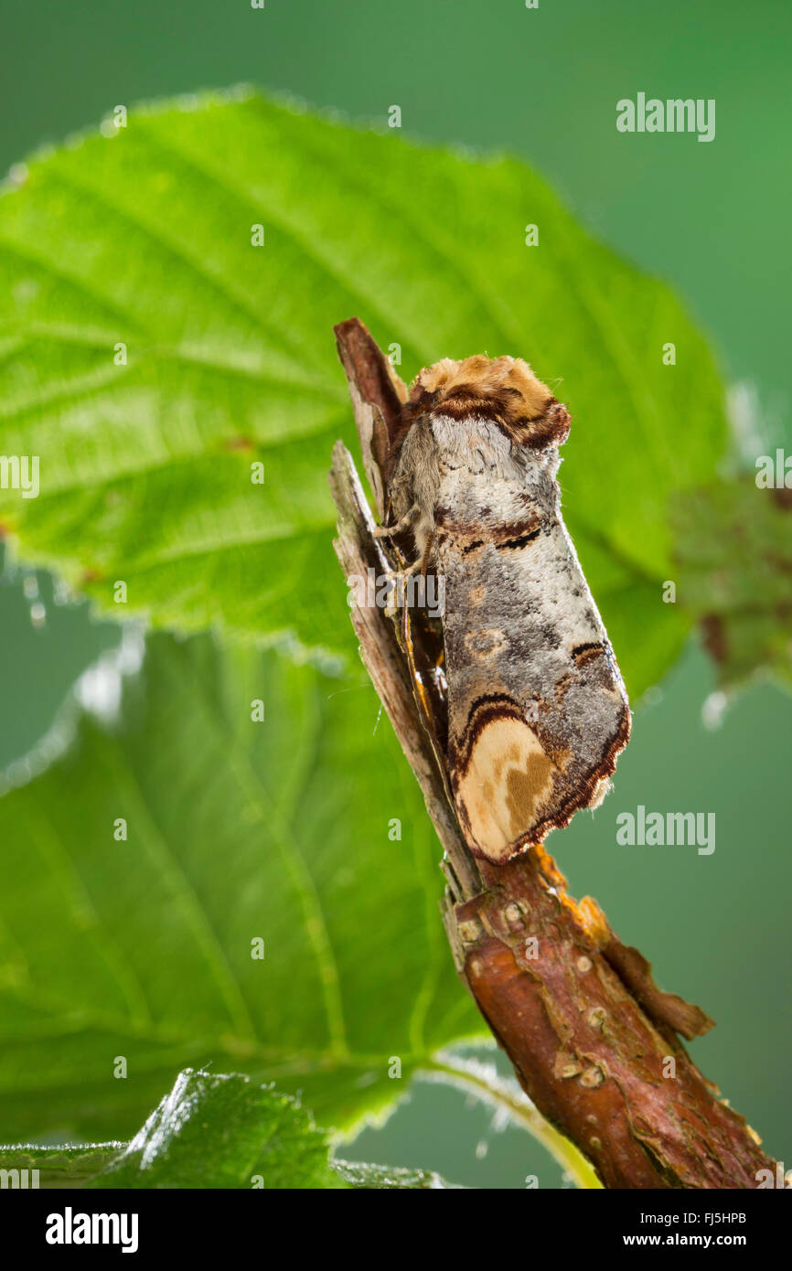 Buff-tip moth, Buff tip caterpillar (Phalera bucephala), well camouflaged on a twig, Germany Stock Photo