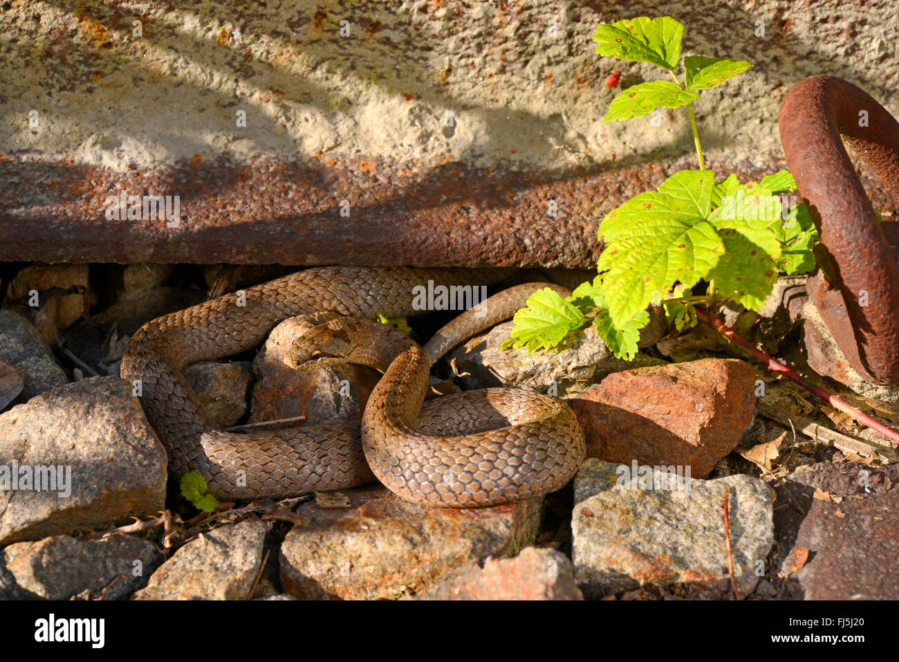 smooth snake (Coronella austriaca), smooth snake sunbathing in the track bed, Germany, Bavaria Stock Photo