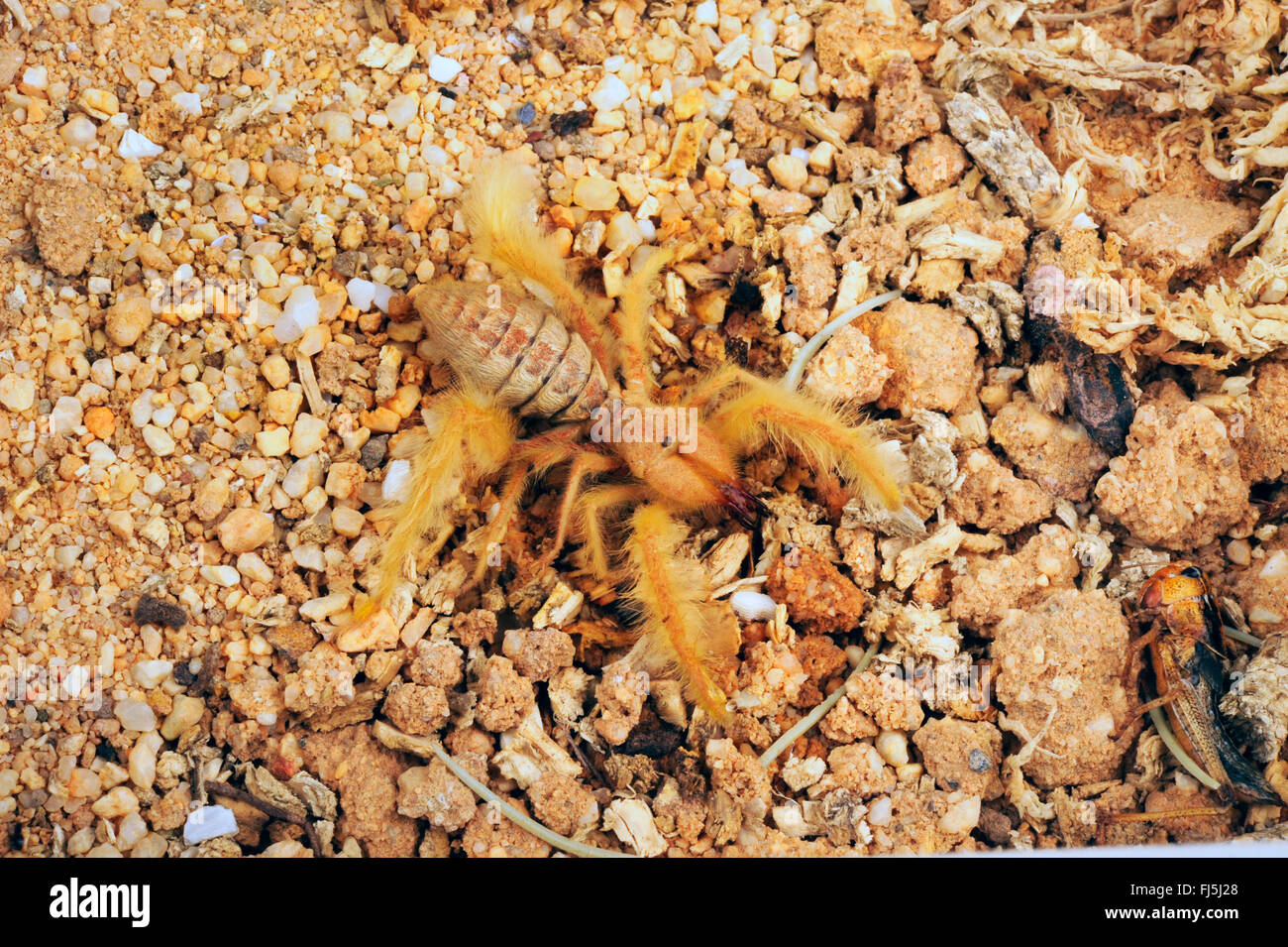Camel spiders, Wind scorpions, Sun spiders, Solifuges (Galeodes deserti), in terrarium Stock Photo