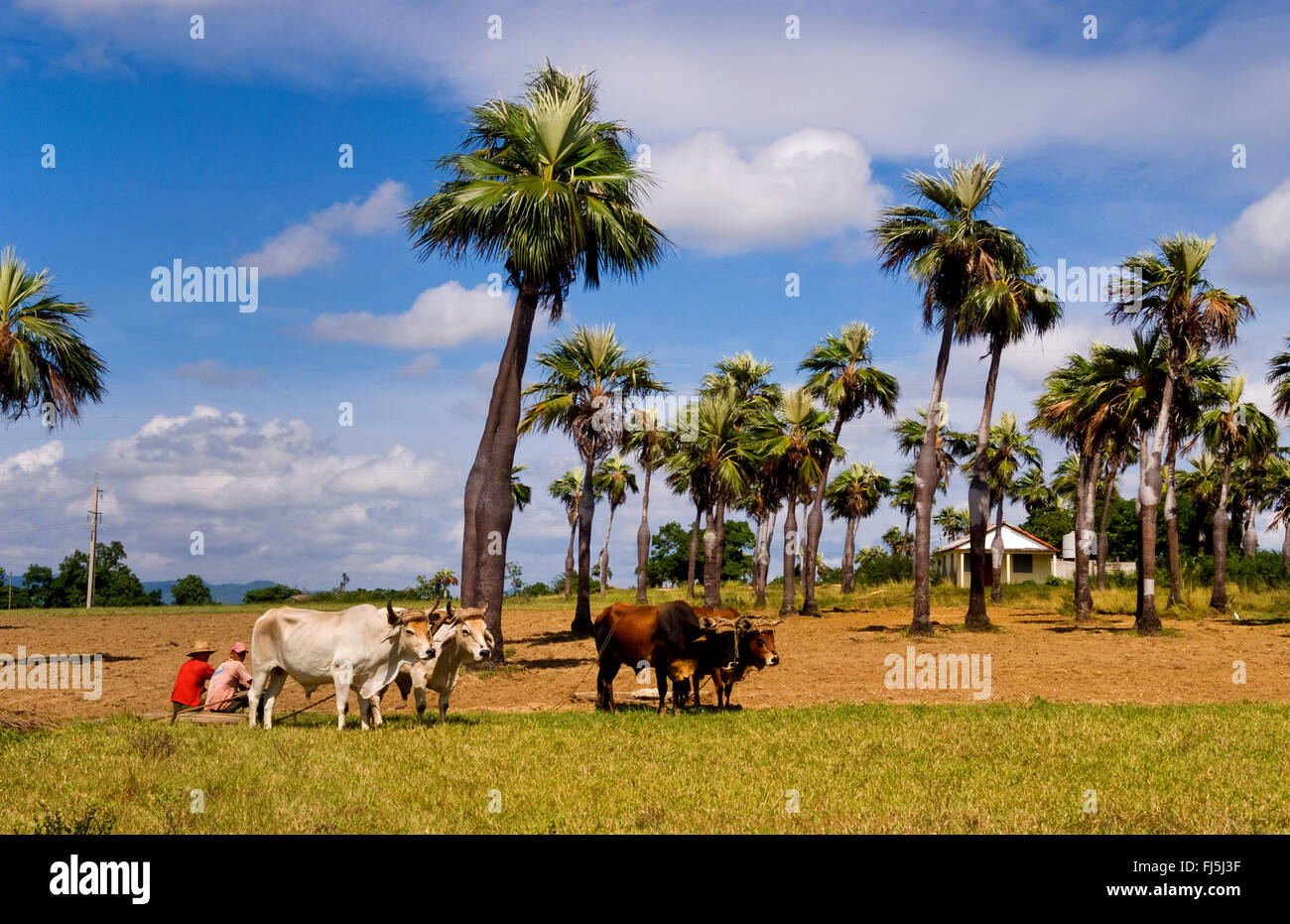 Old fashioned farming in tobacco fields in Sierra del Rosario mountains with oxen ploiwing fields, Cuba, Sierra del Rosario Stock Photo