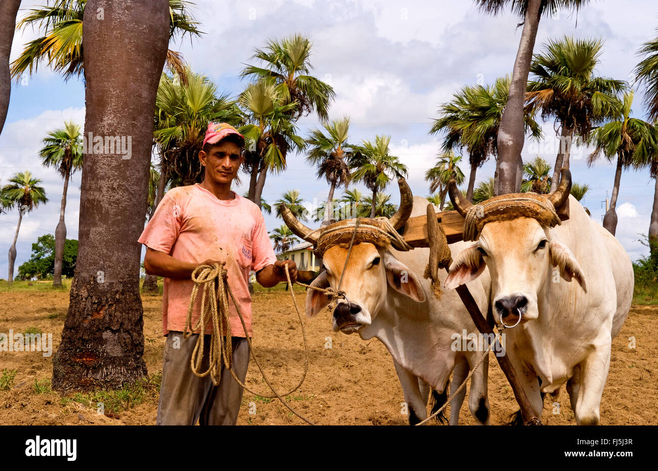 domestic cattle (Bos primigenius f. taurus), Farmer with oxen in tobacco fields in primative methods in Sierra del Rosario, Cuba, Sierra del Rosario Stock Photo