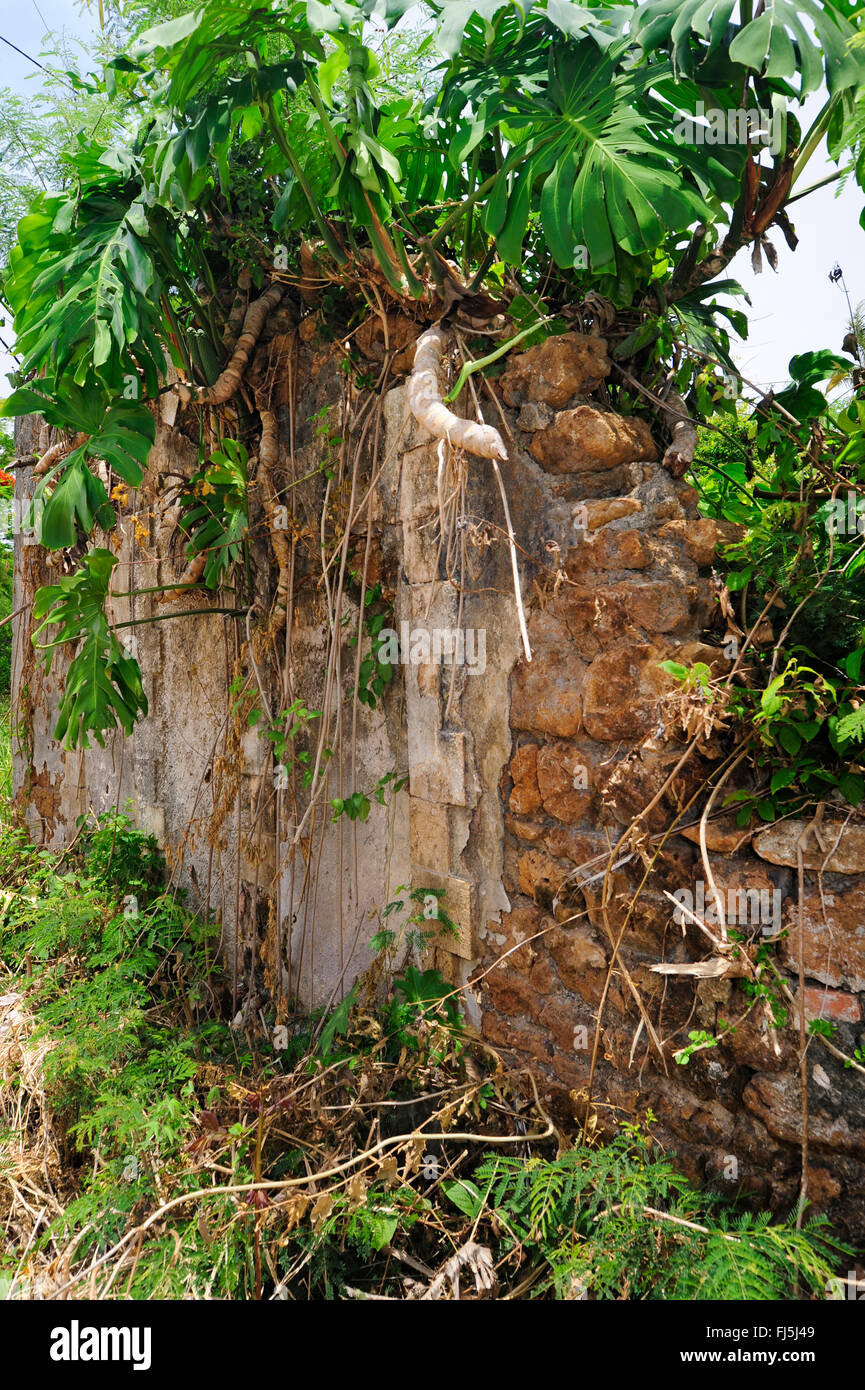 overgrown ruins of old walls, New Caledonia, Ile des Pins Stock Photo