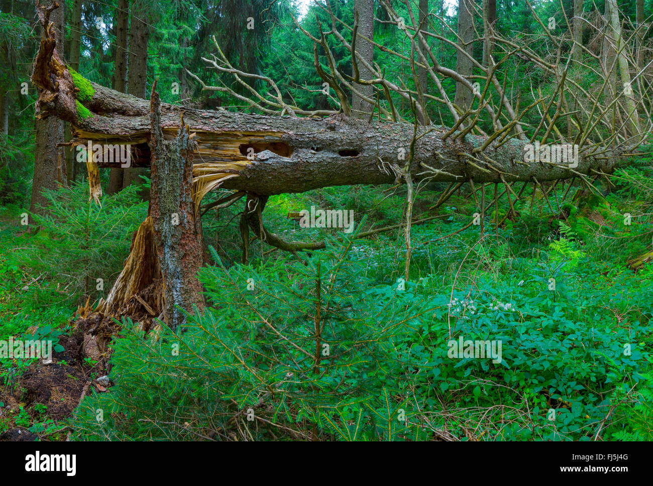 Norway spruce (Picea abies), broken spruce trunk, Germany, Bavaria, Oberbayern, Upper Bavaria, Ammergebirge Stock Photo