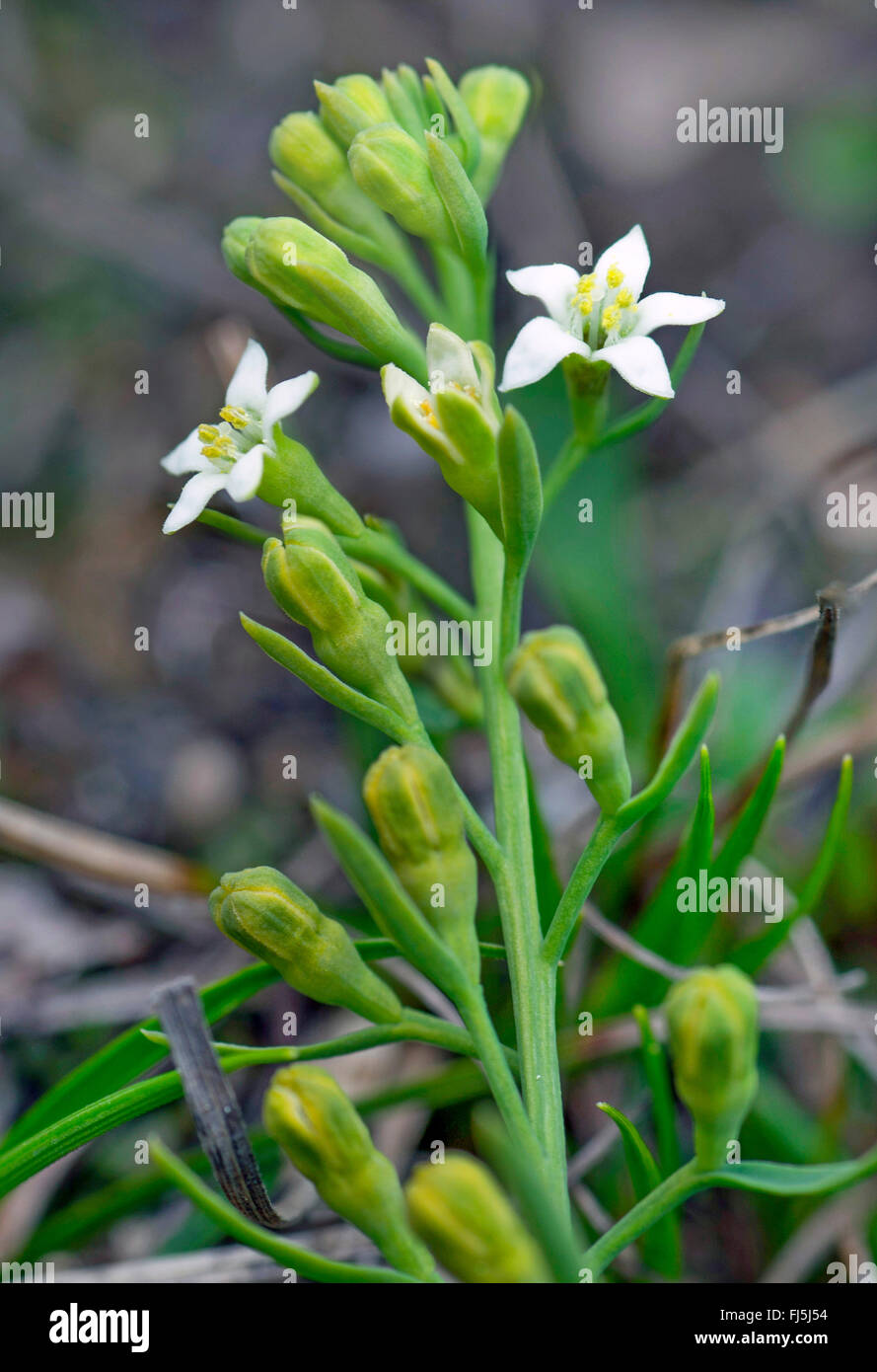 Thesium rostratum (Thesium rostratum), blooming, Germany, Bavaria, Oberbayern, Upper Bavaria, Ammergebirge Stock Photo