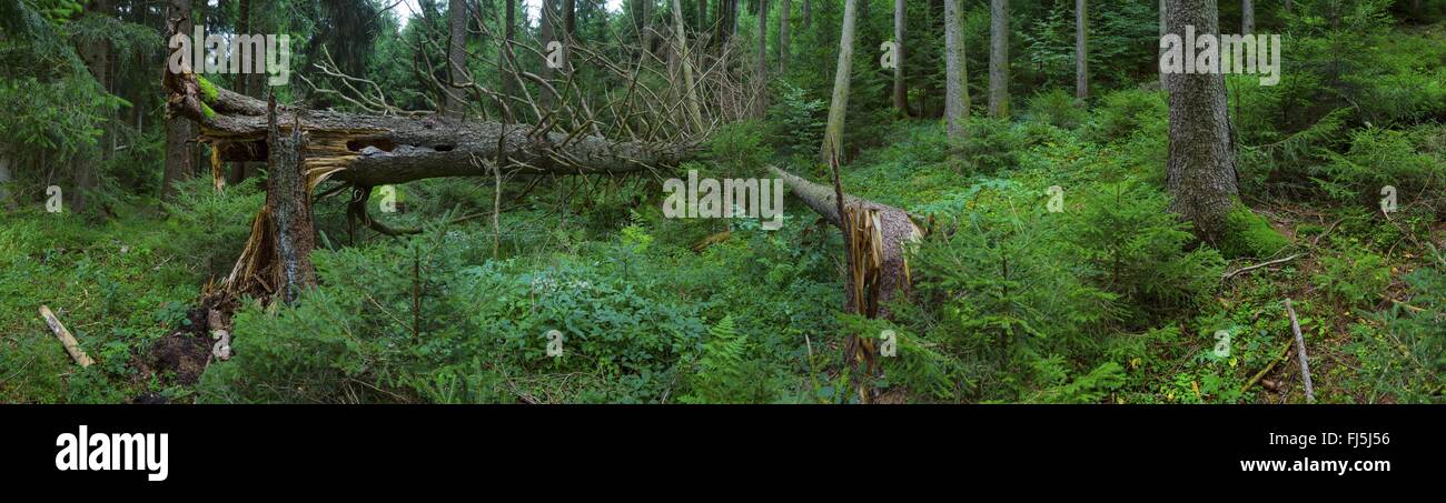 Norway spruce (Picea abies), broken spruce trunk, Germany, Bavaria, Oberbayern, Upper Bavaria, Ammergebirge Stock Photo