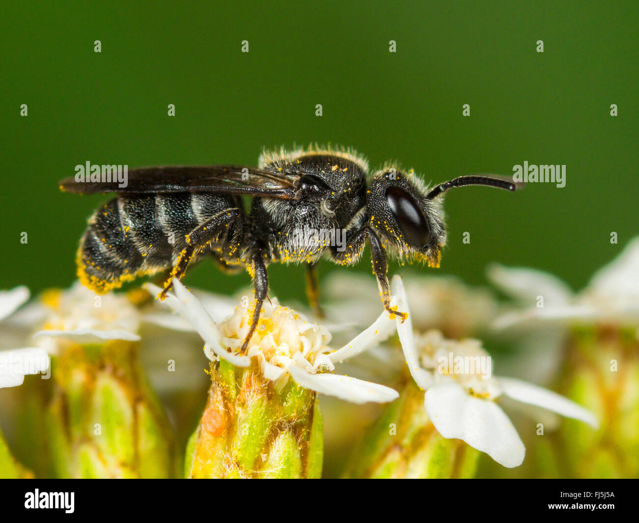 solitary bee (Stelis minuta), Male foraging on Common Yarrow (Achillea millefolium), Germany Stock Photo