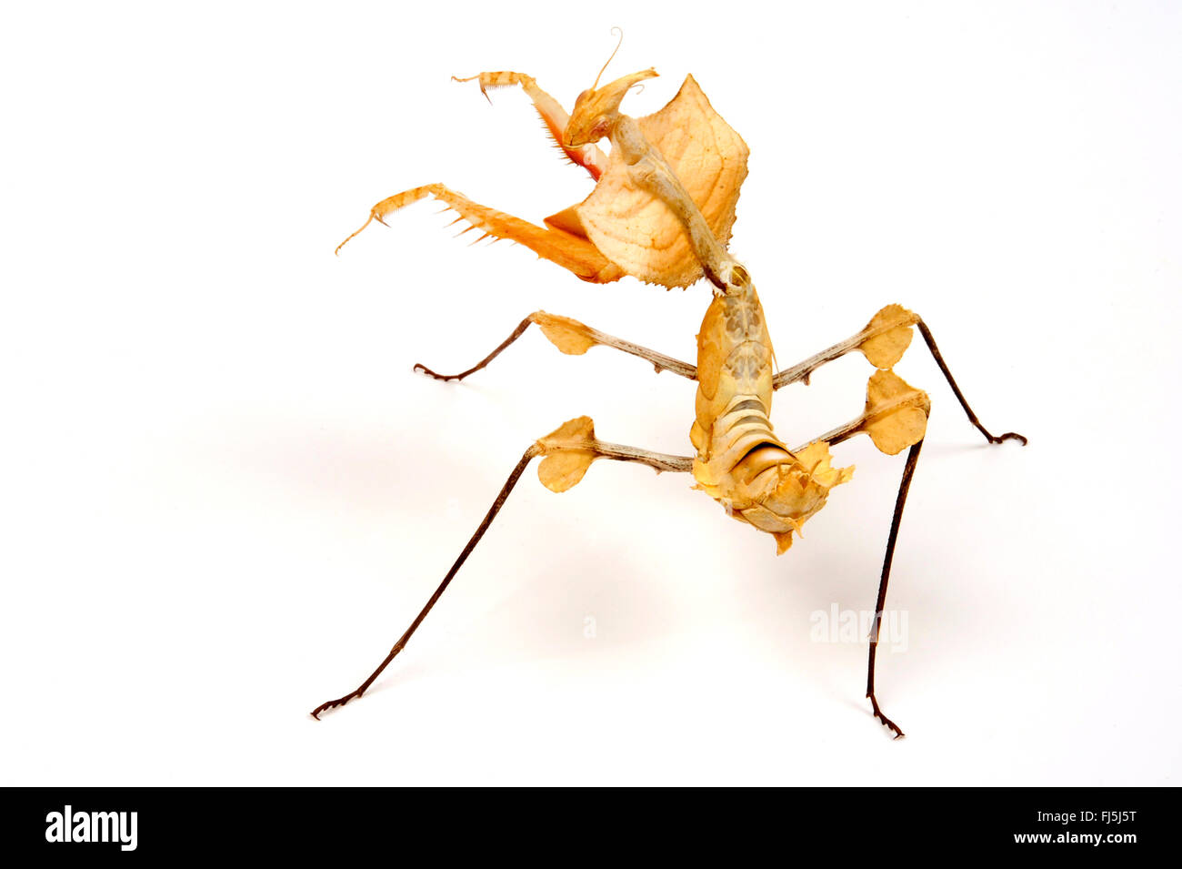 Devil's flower mantis, Giant devil's flower mantis (Idolomantis diabolica), scurrile shaped mantis Stock Photo