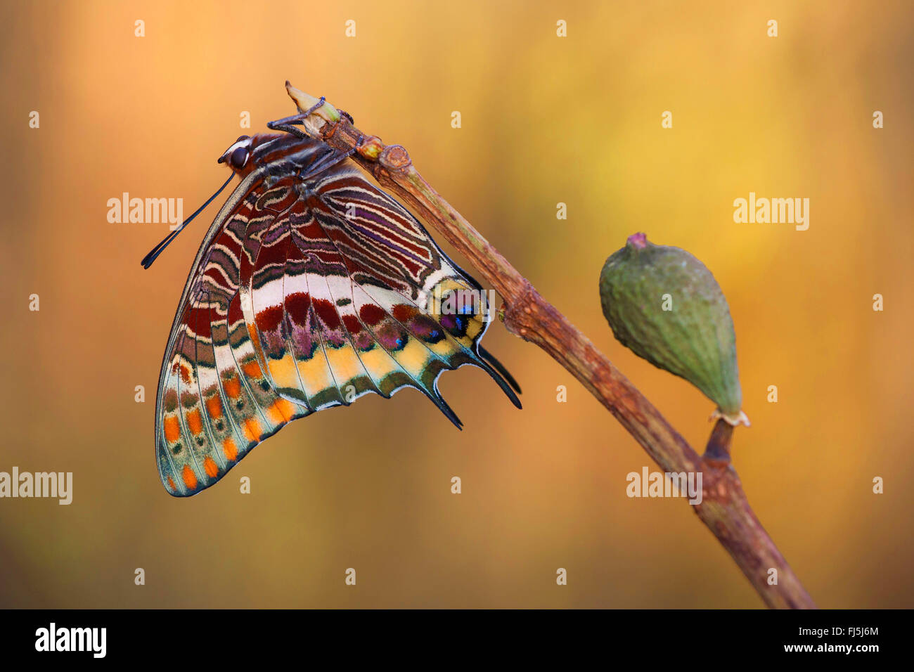 Two-tailed Pasha, Foxy Emperor (Charaxes jasius), at a twig Stock Photo
