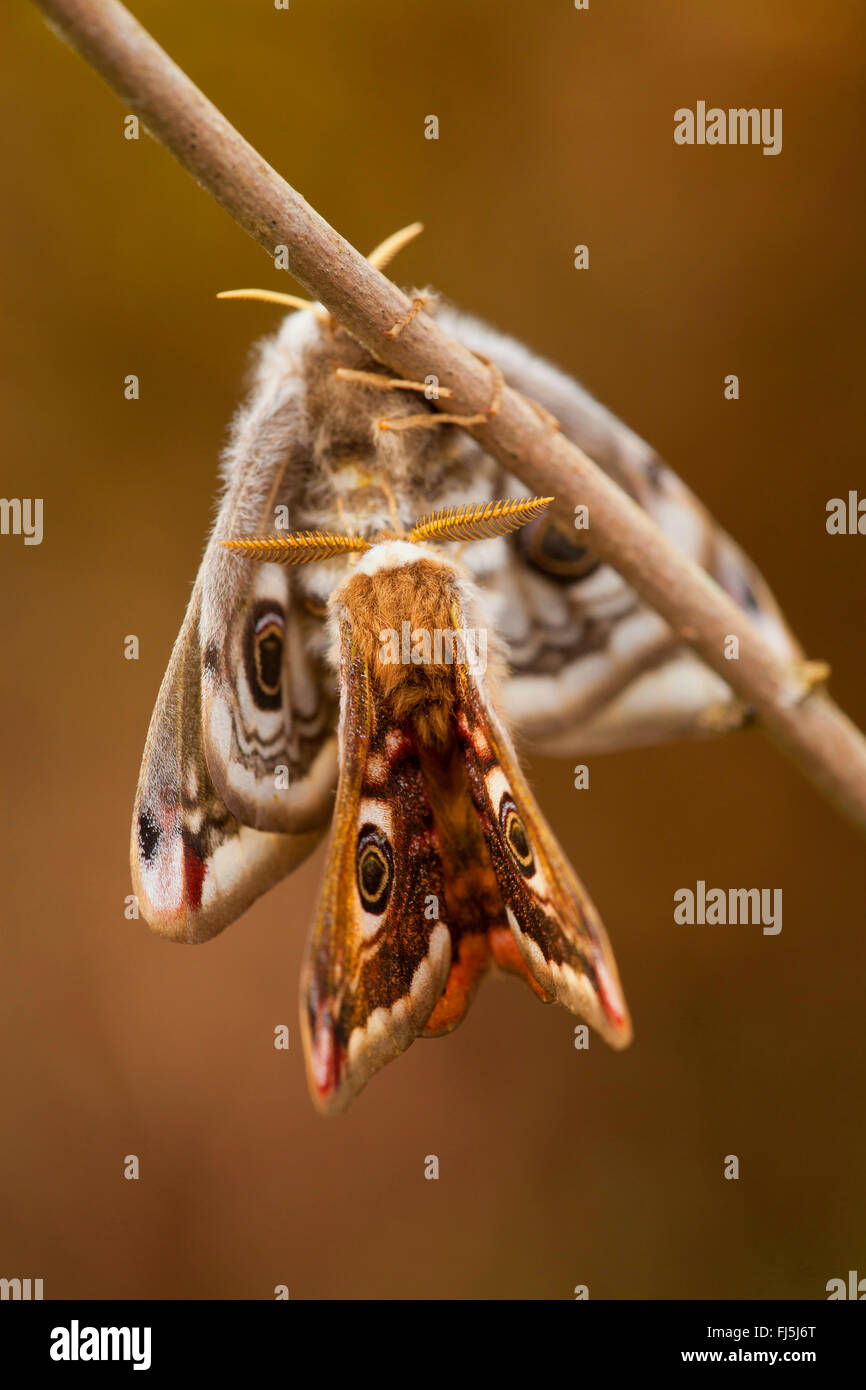Emperor moth, Small Emperor Moth (Saturnia pavonia, Eudia pavonia), mating, Germany, Rhineland-Palatinate Stock Photo