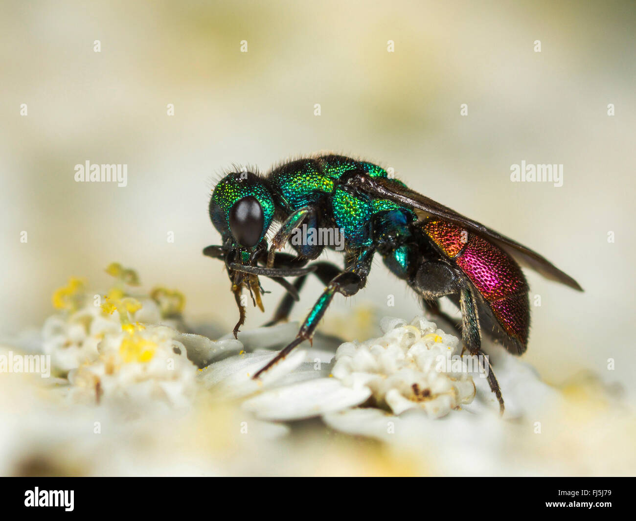 Cuckoo wasp (Hedychrum gerstaeckeri), Male on Common Yarrow (Achillea millefolium), Germany Stock Photo