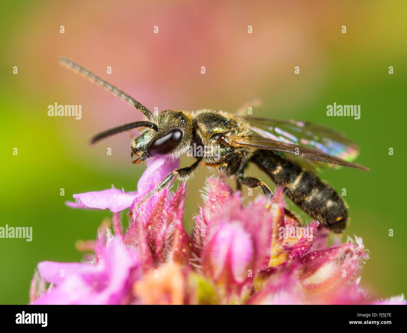 Common Green Furrow-Bee (Lasioglossum morio), Male foraging on Breckland Thyme (Thymus serpyllum), Germany Stock Photo