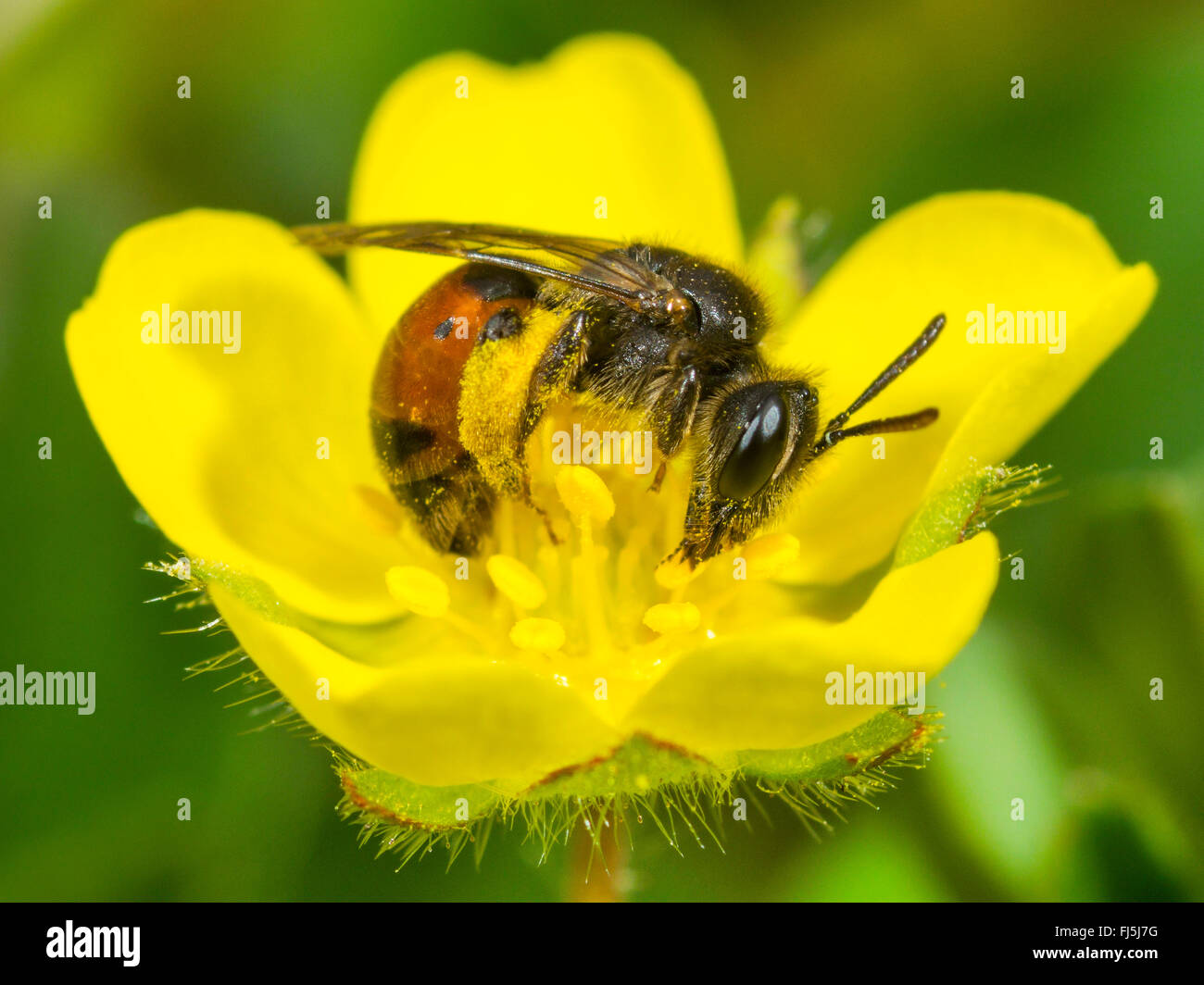 mining bee (Andrena potentillae), Female foraging on the flower of Potentilla arenaria, Germany Stock Photo