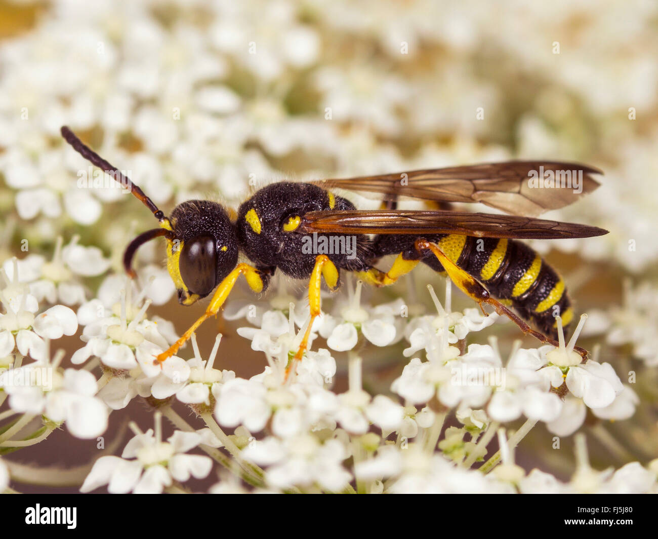 sand-tailed digger wasp (Cerceris arenaria), Male foraging on Wild Carrot (Daucus carota), Germany Stock Photo