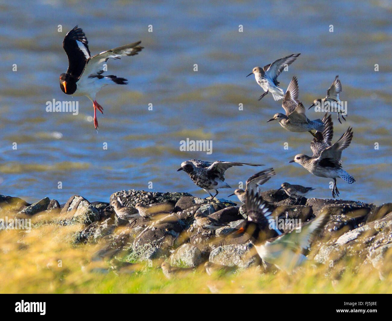 dunlin (Calidris alpina), Flock of birds with dunlins, red knots and grey plover, Germany, Schleswig-Holstein, Schleswig-Holstein Wadden Sea National Park Stock Photo