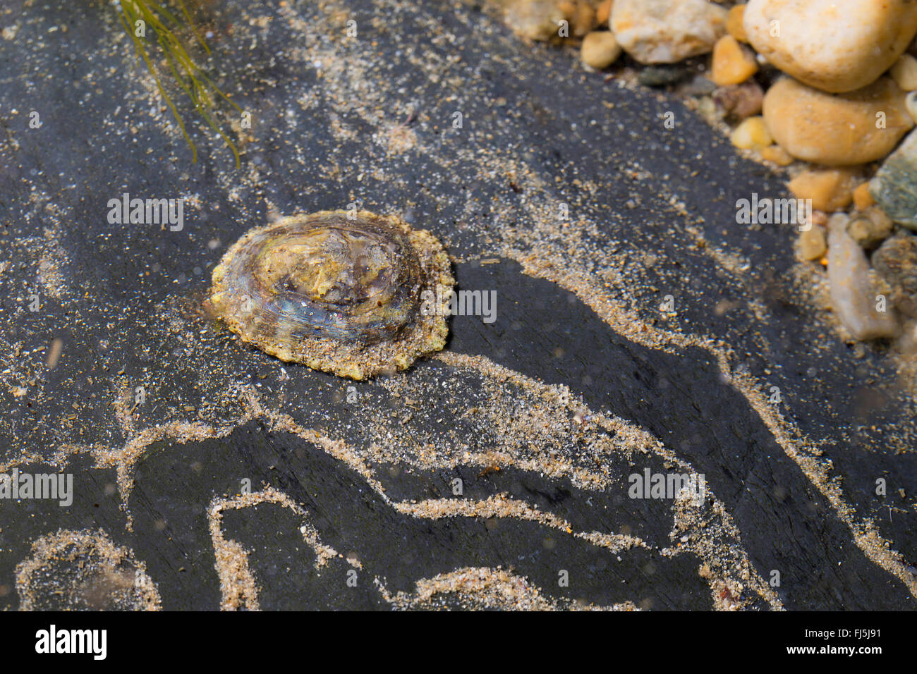 limpets, true limpet (Patella spec.), on a rock at low tide Stock Photo