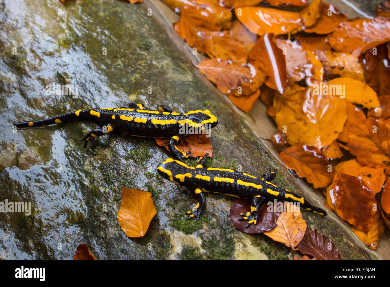 European fire salamander (Salamandra salamandra), two individuals sitting on a rock a a forest creek, Switzerland, Sankt Gallen Stock Photo